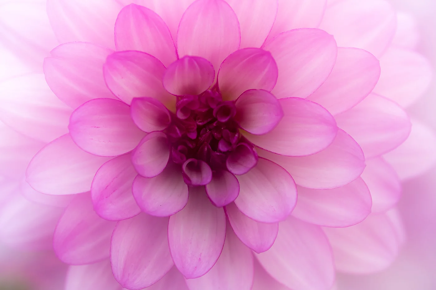 Image copyright Carol Shipley