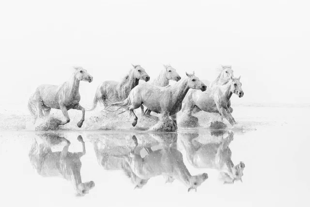 Image copyright Laurie Thomson - “Early Morning Run”
