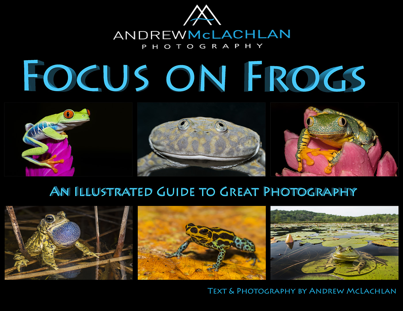 Focus on Frogs-1.jpg