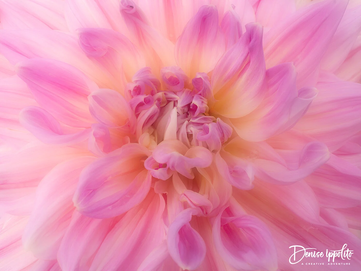 Softened in Photoshop during my seminar day lesson.