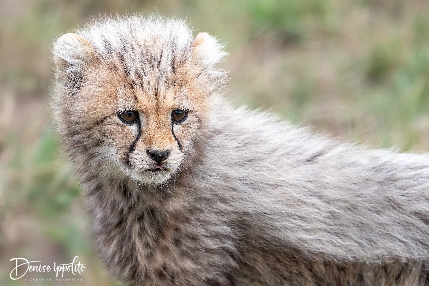 Cheetahs in the Mara — A CREATIVE ADVENTURE photography by denise ippolito