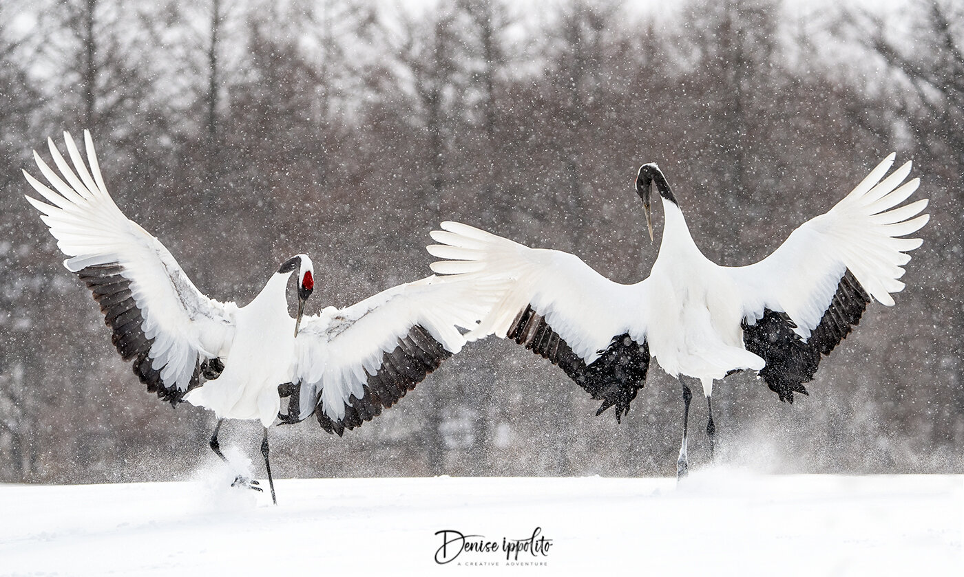 Red-crowned Cranes Dancing
