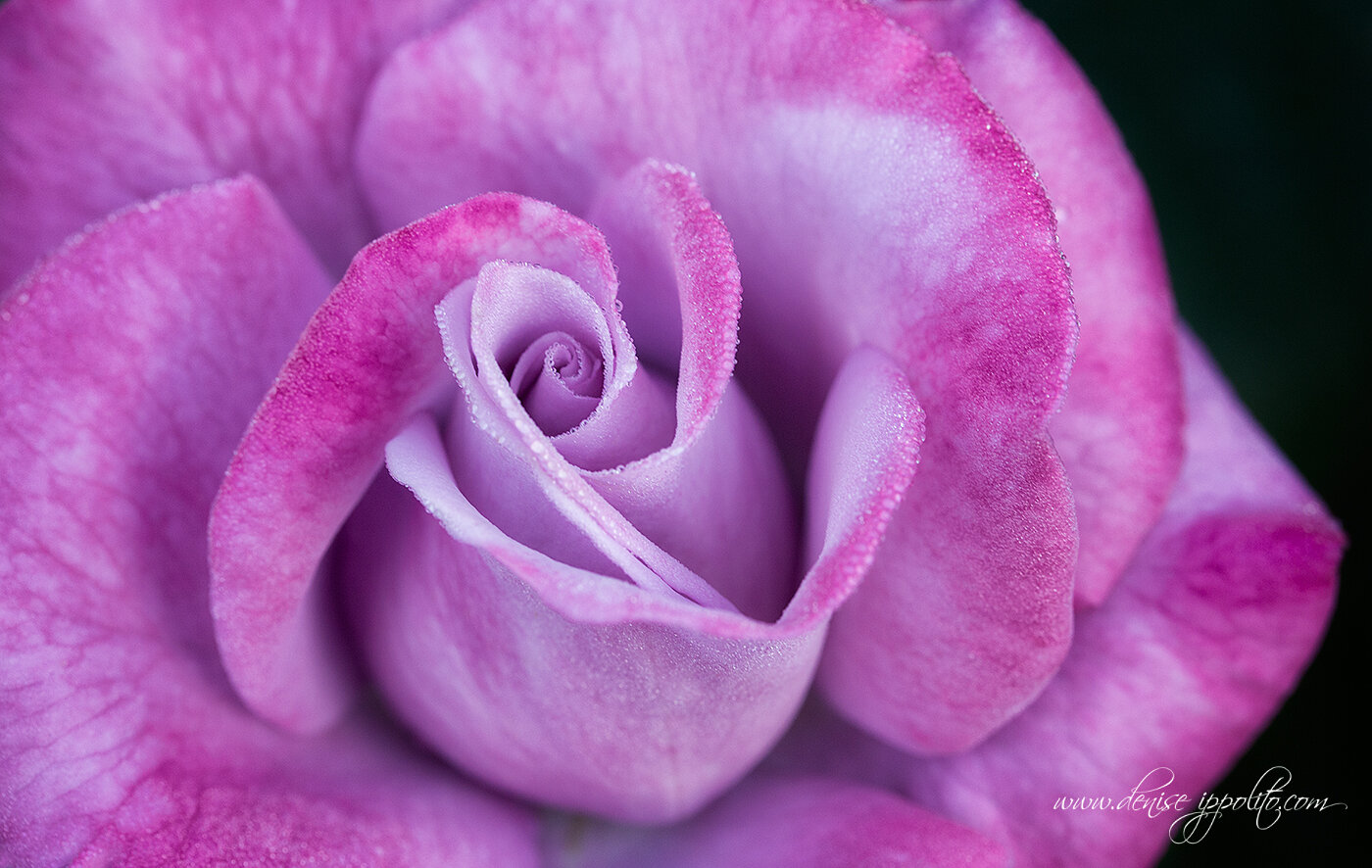 Purple Rose