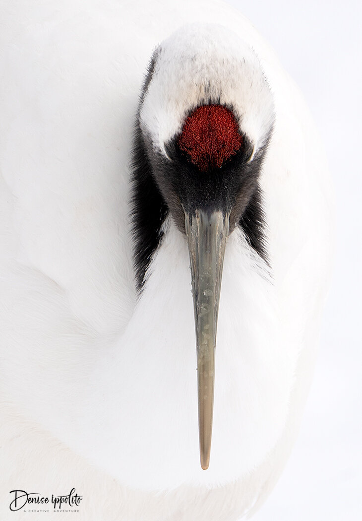 Red-crowned Crane Portrait