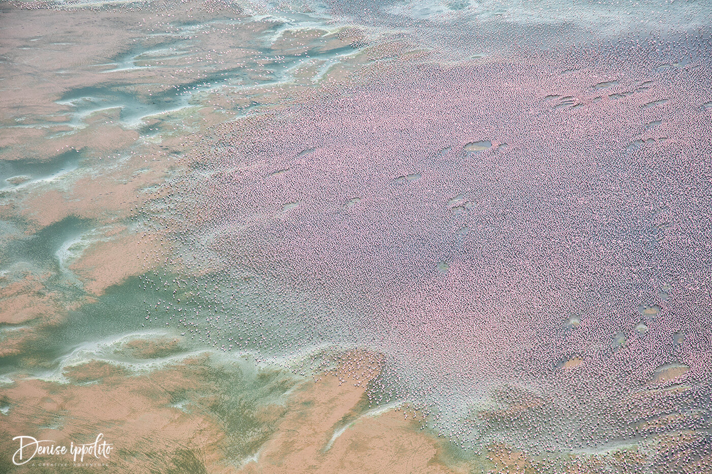 Flamingos, Aerial View
