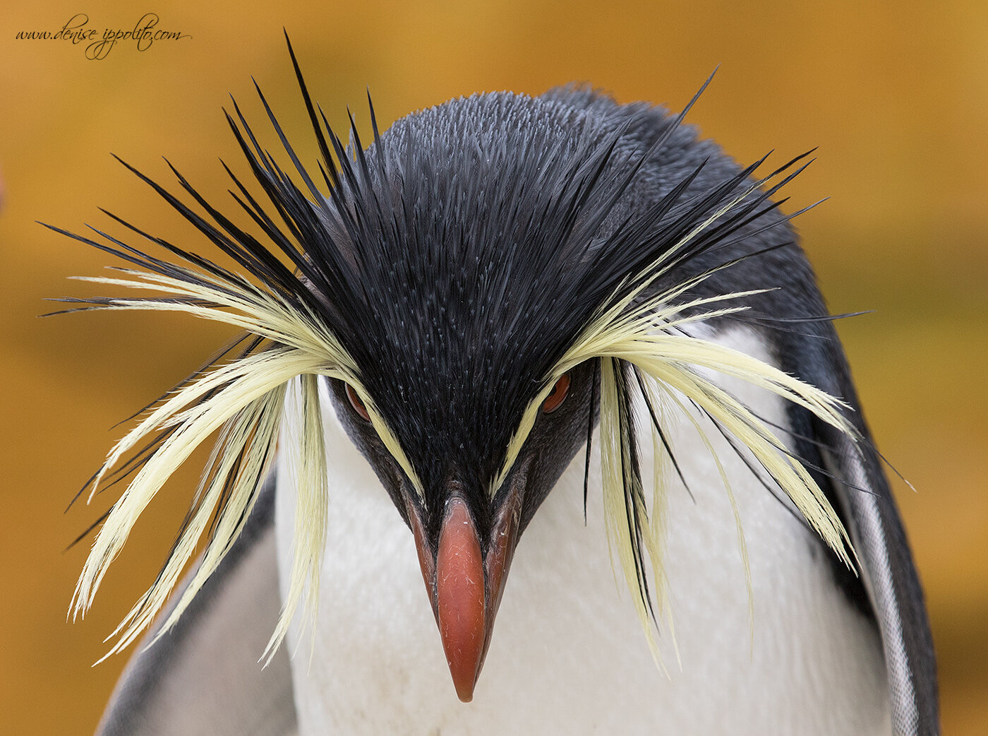 Rockhopper Penguin, Falklands