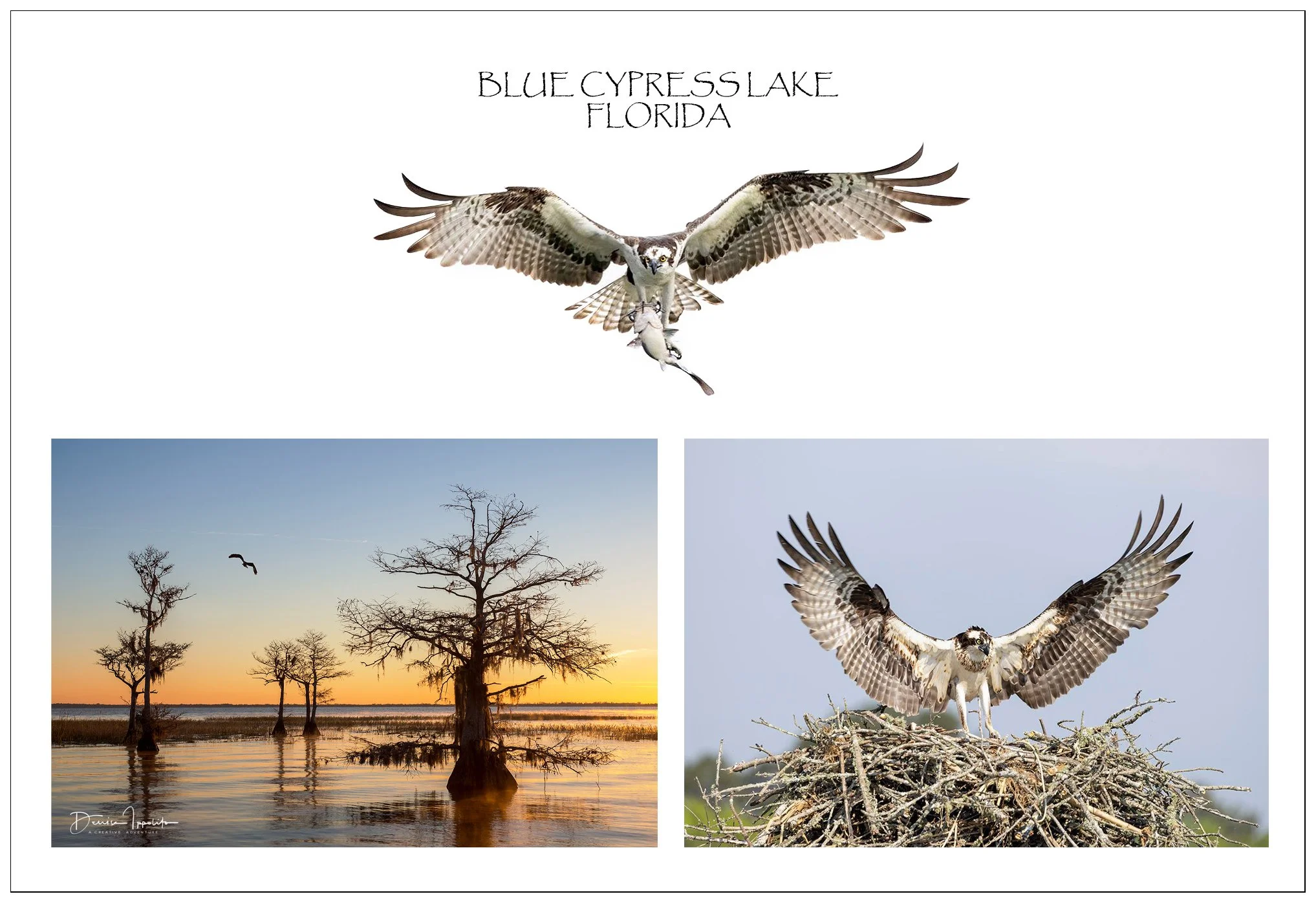 Lake Cypress.jpg