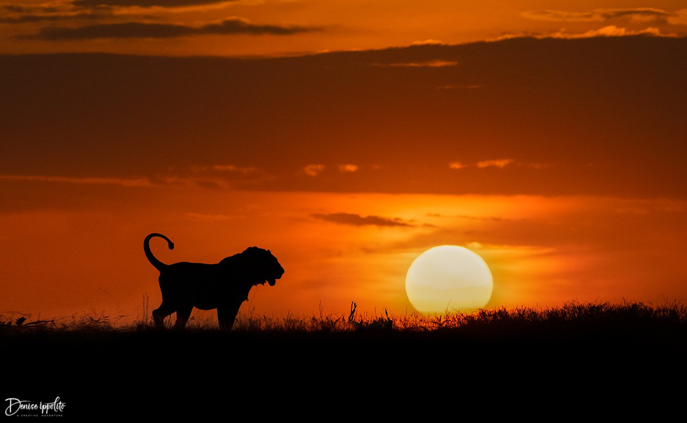 Maasai Mara