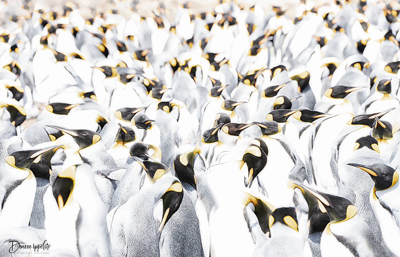 King Penguins, high-key creative edit