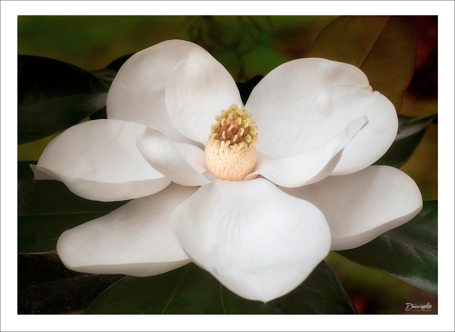 Magnolia.jpg