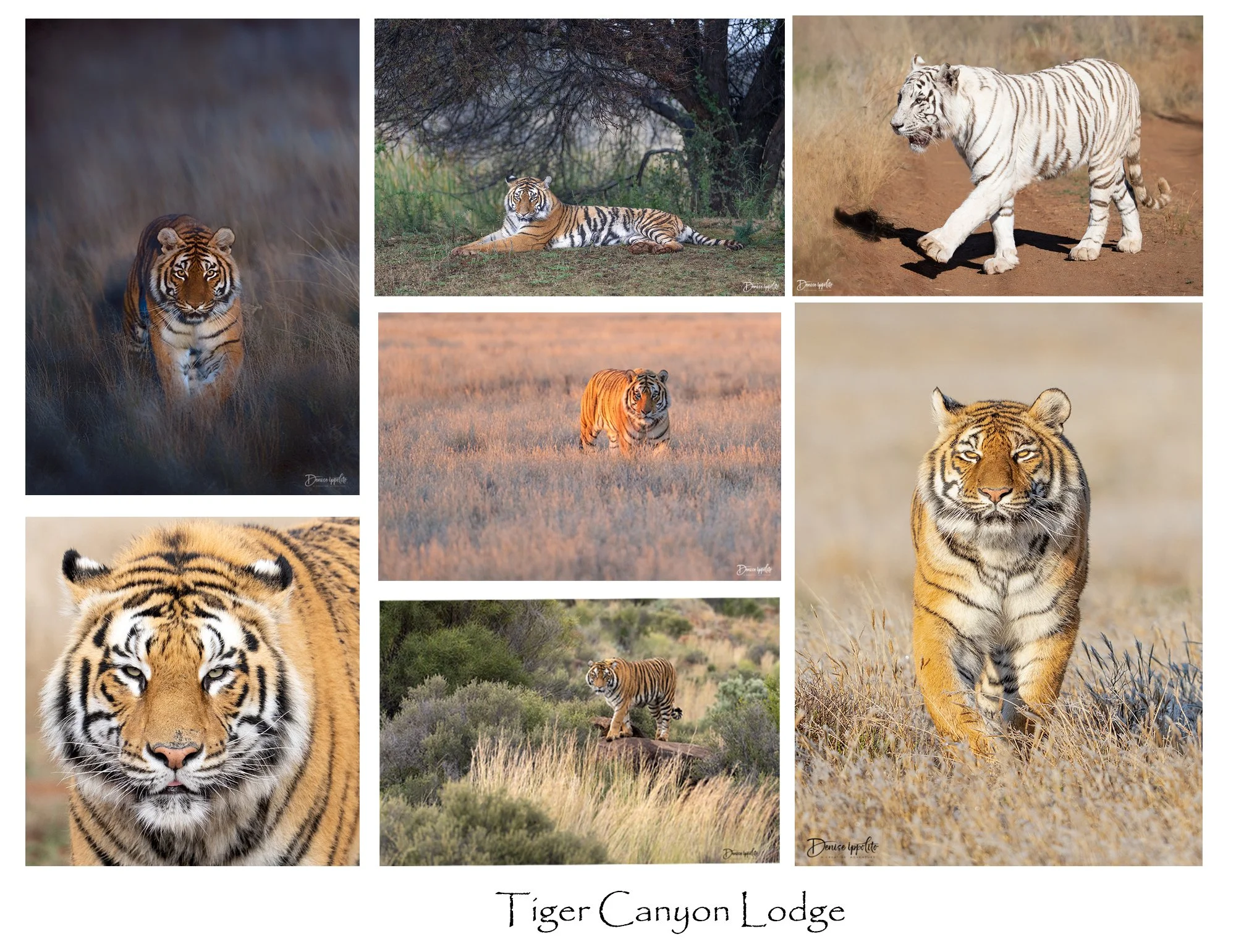 Tigers.jpg