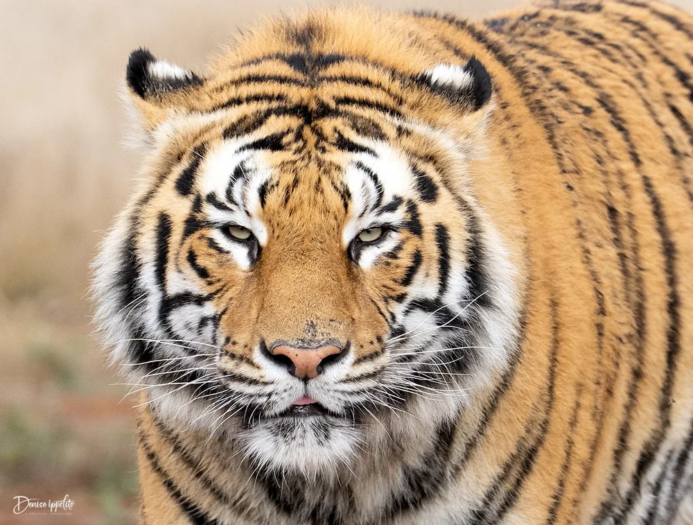 Tiger Canyon Lodge Trip Report 