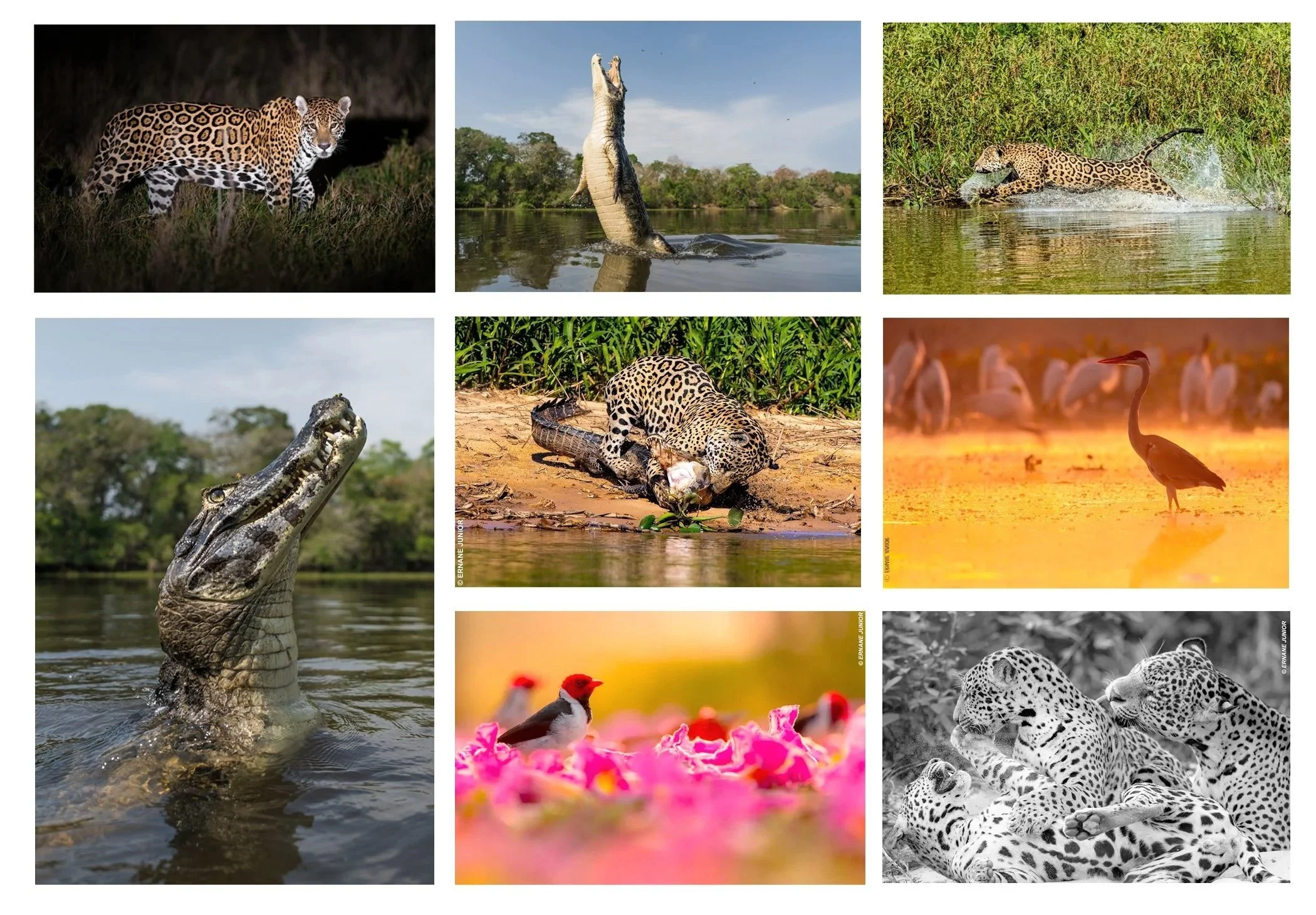 Pantanal.jpg