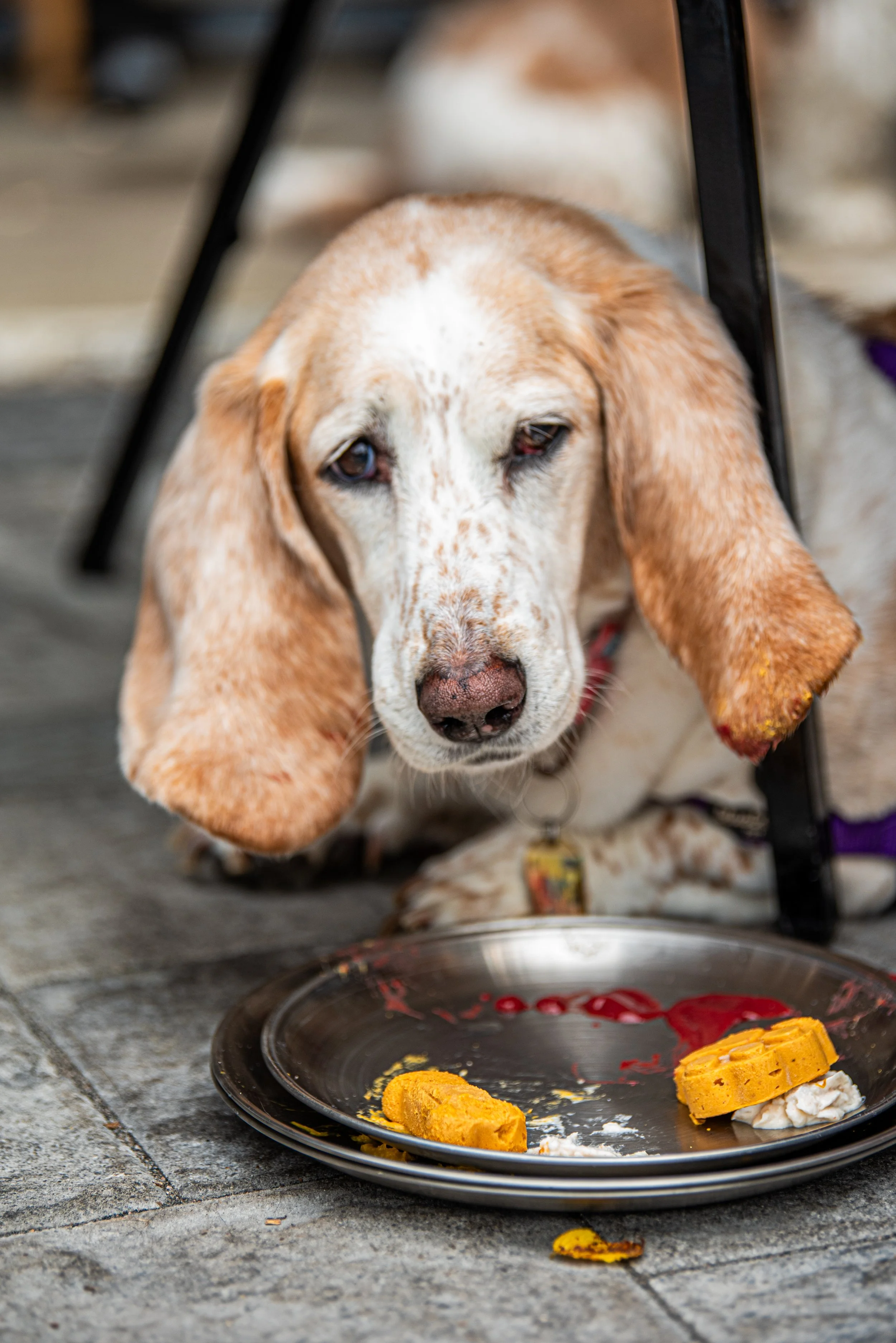 BoneAppètit_June8-216.jpg