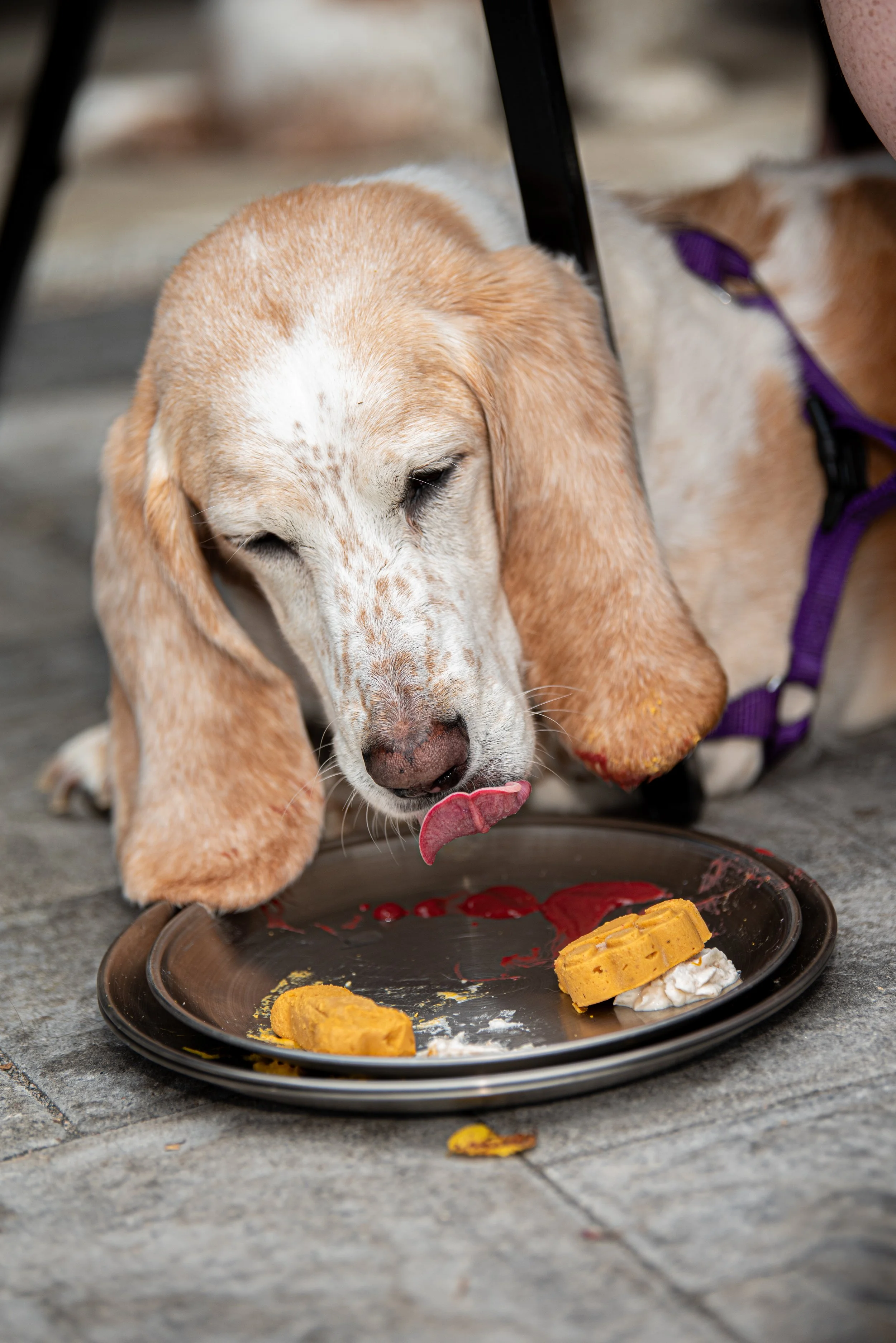 BoneAppètit_June8-217.jpg