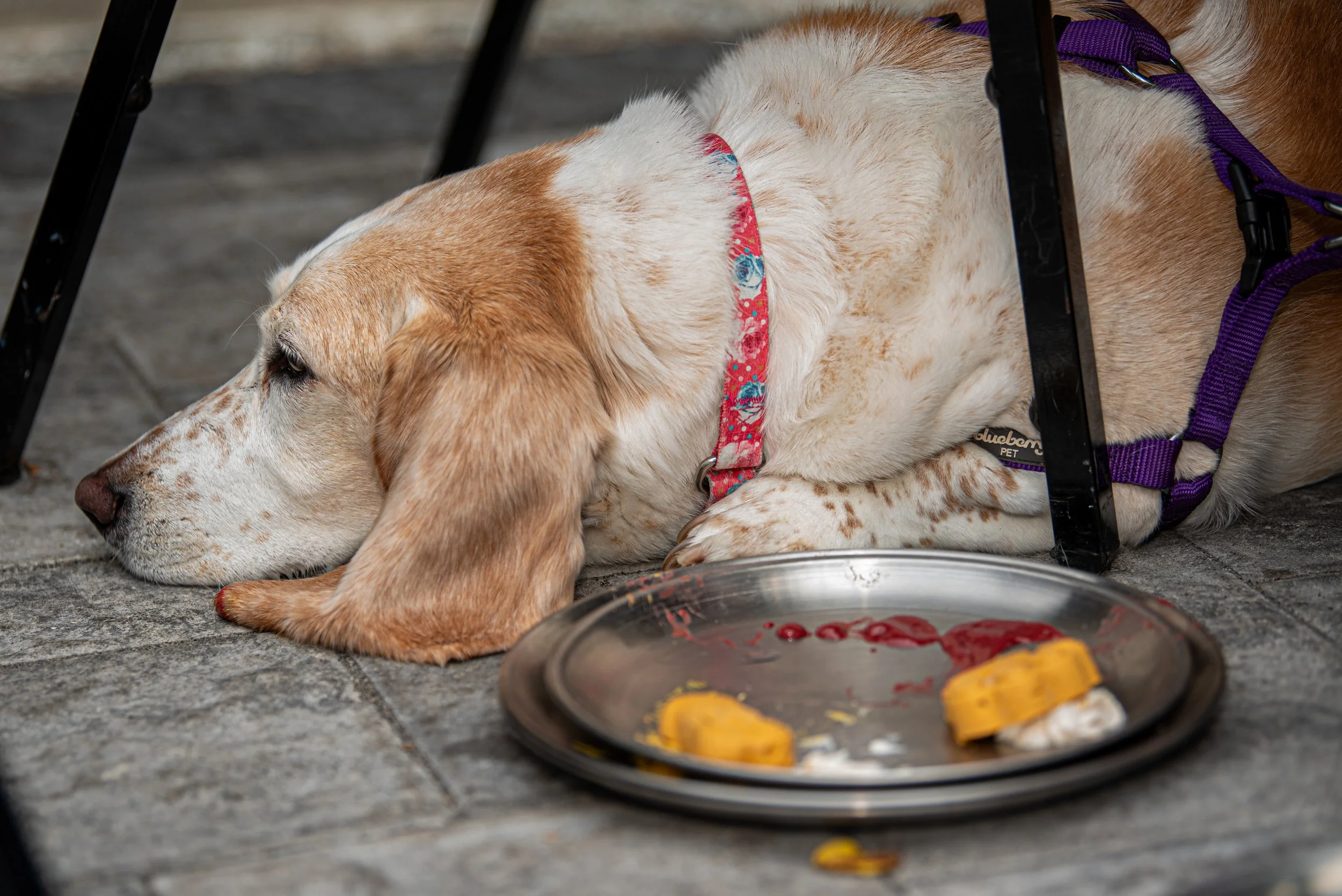BoneAppètit_June8-218.jpg