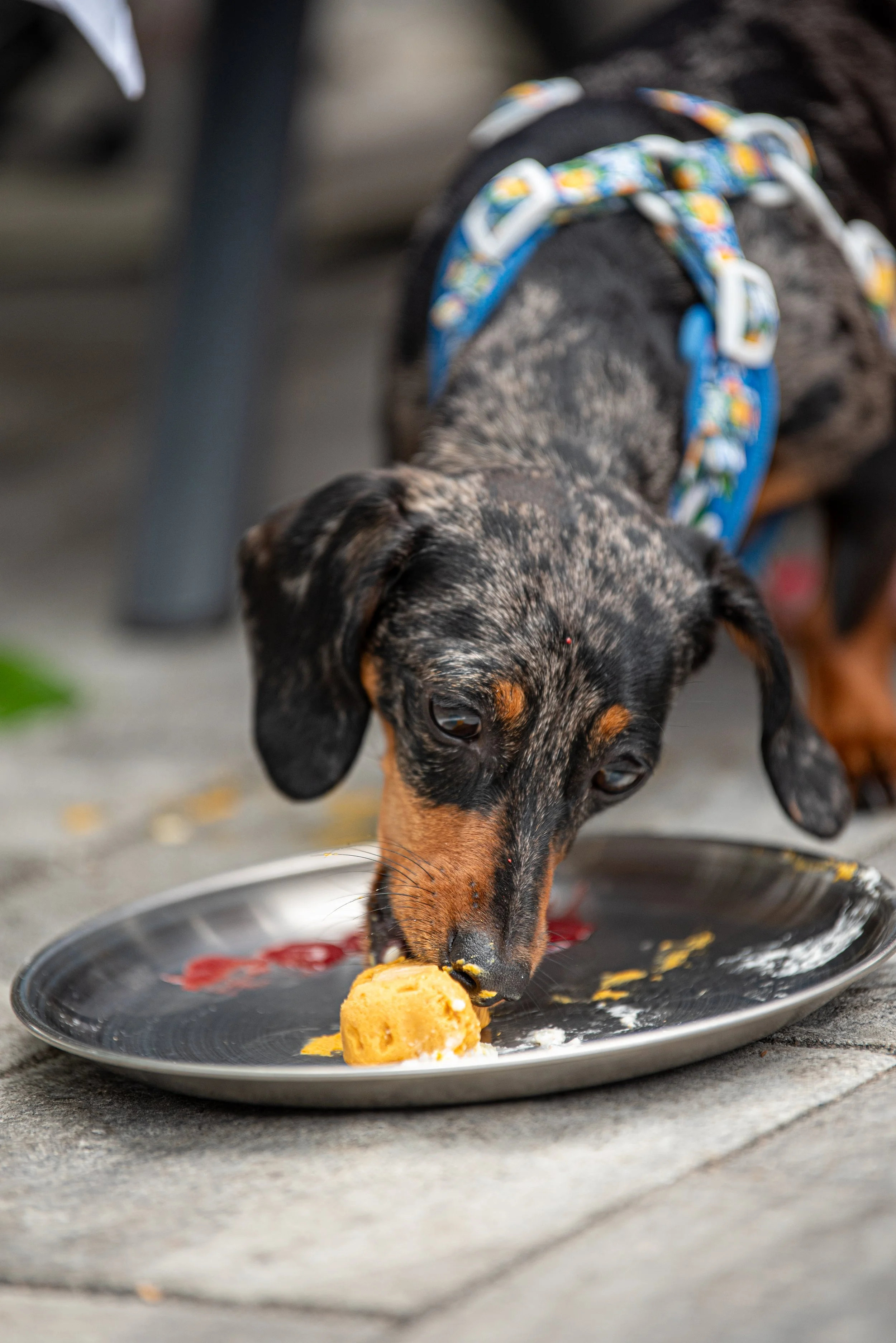 BoneAppètit_June8-226.jpg