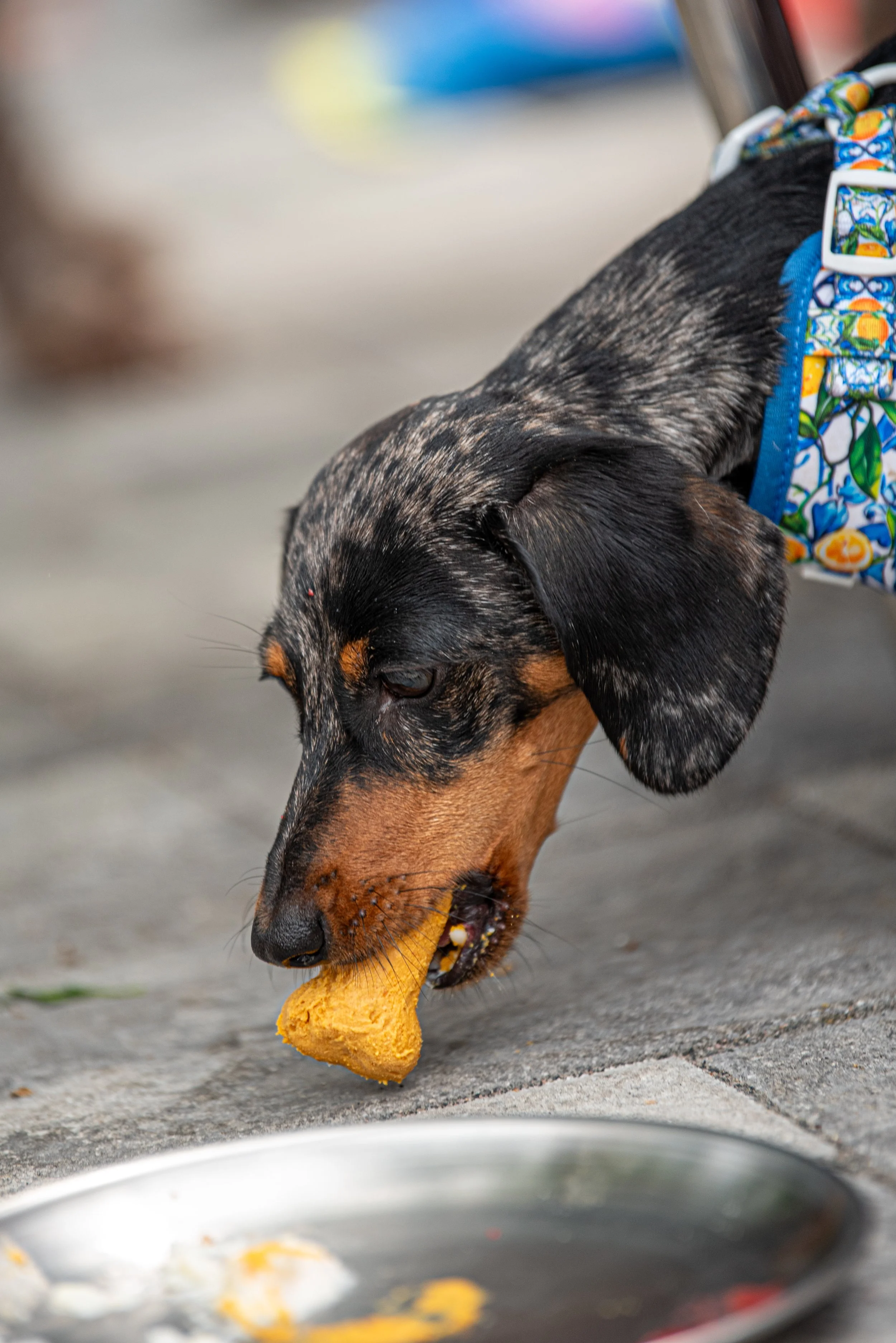 BoneAppètit_June8-228.jpg