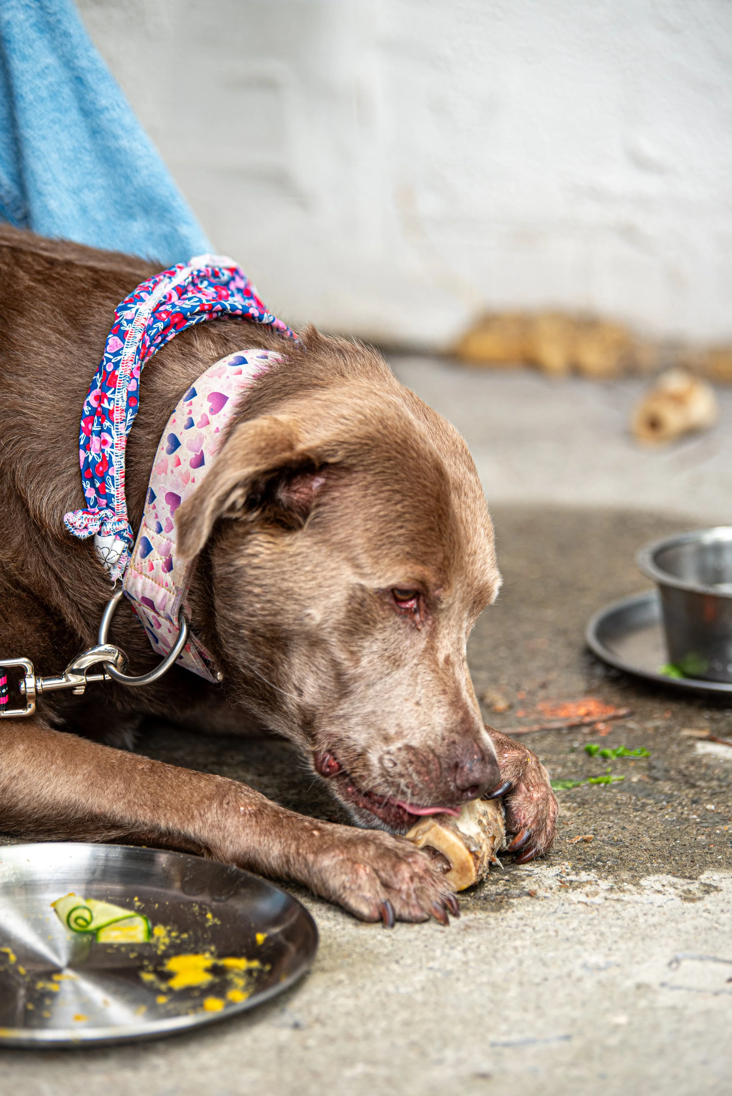 BoneAppètit_June8-270.jpg