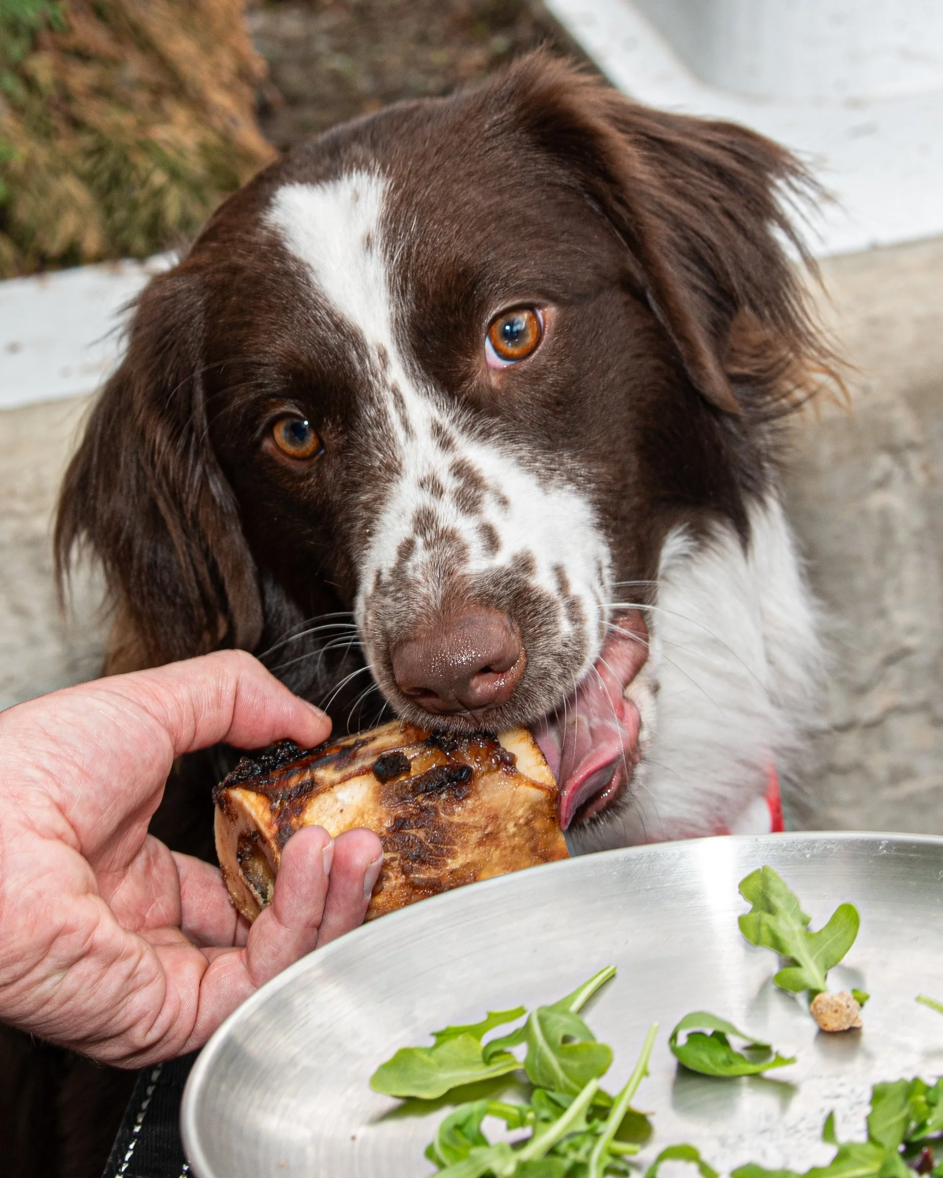 BoneAppètit_June8-291.jpg