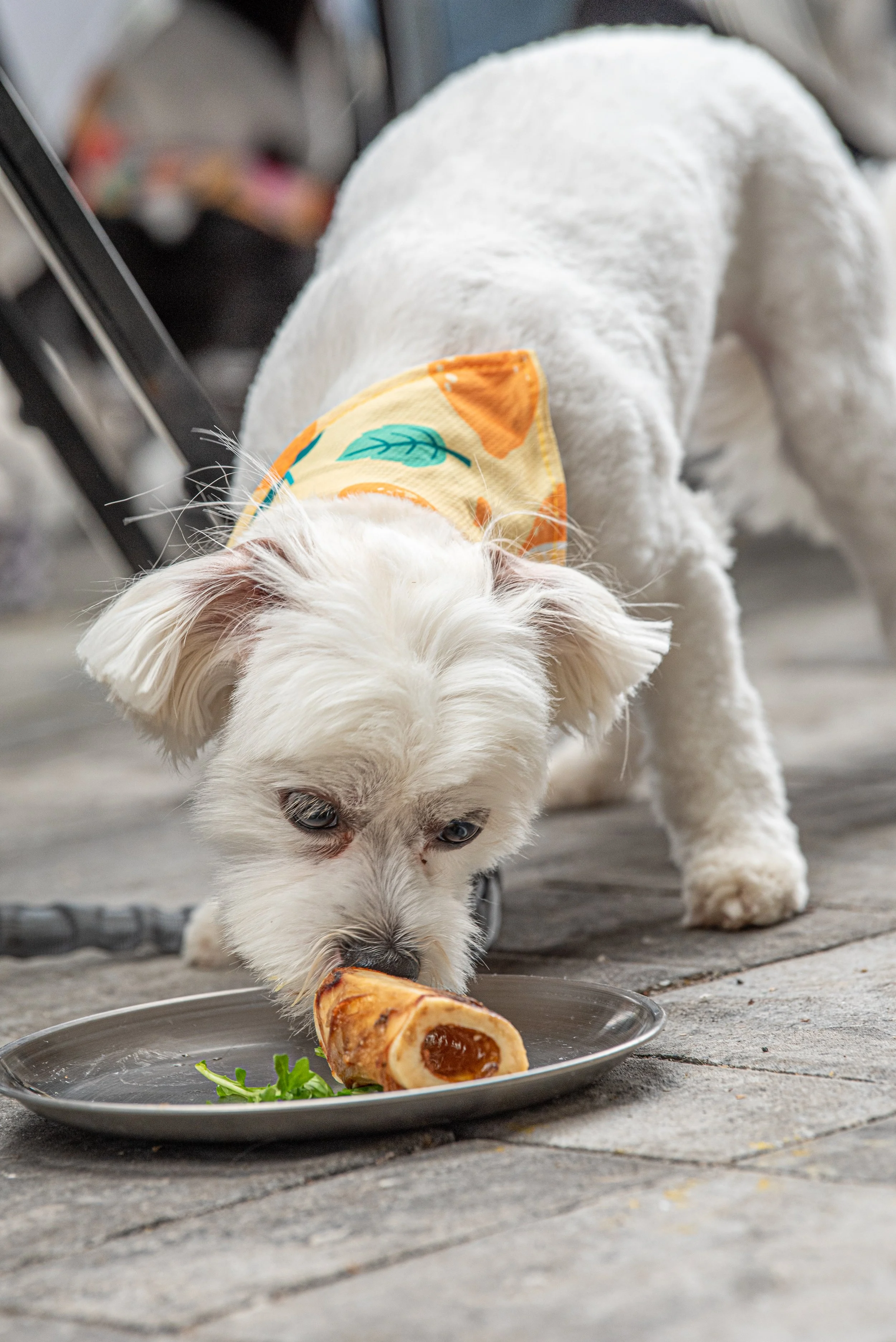 BoneAppètit_June8-309.jpg