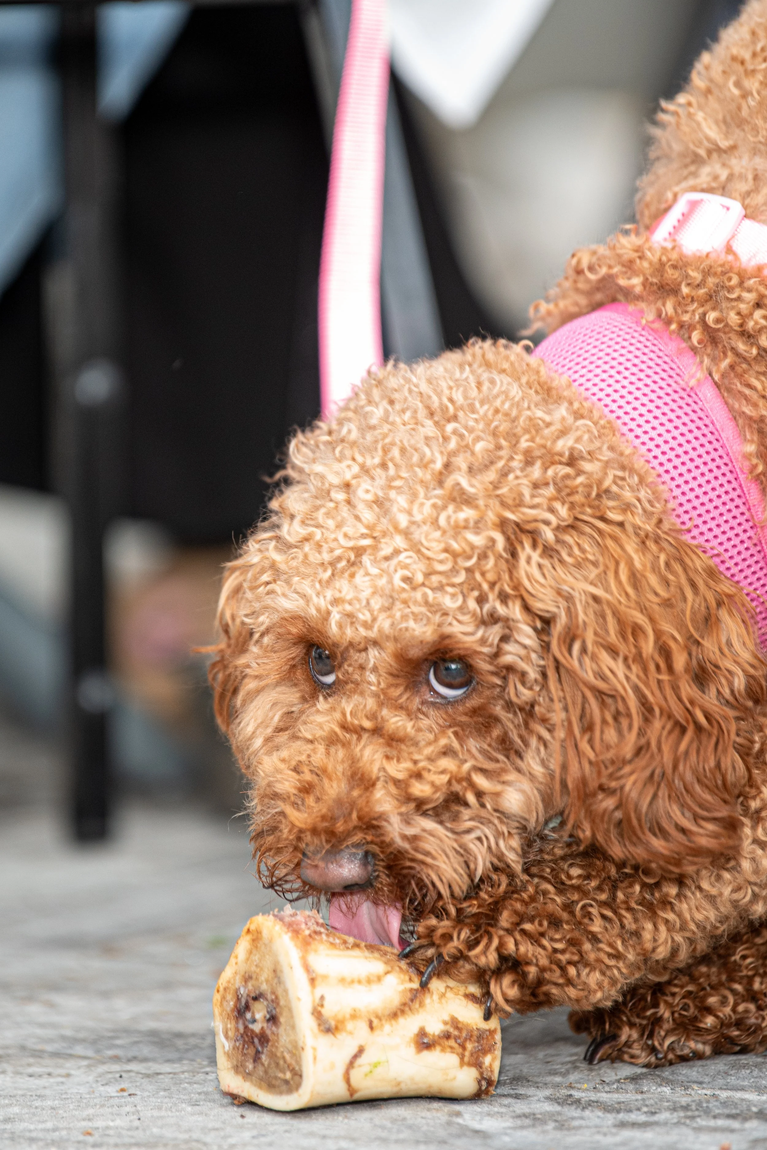 BoneAppètit_June8-317.jpg