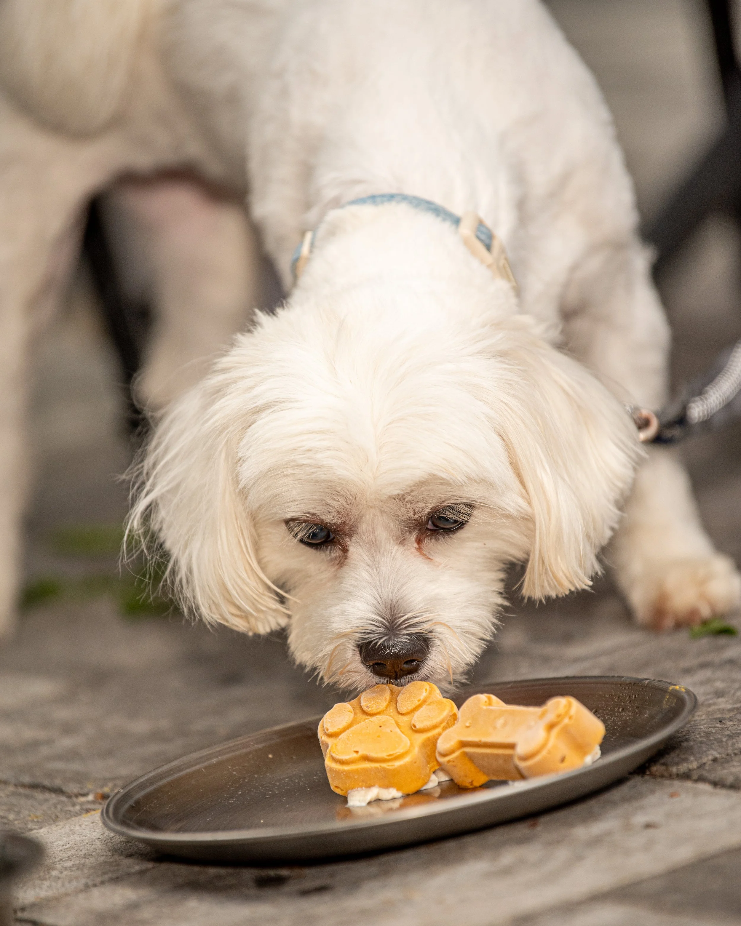 BoneAppètit_June8-335.jpg