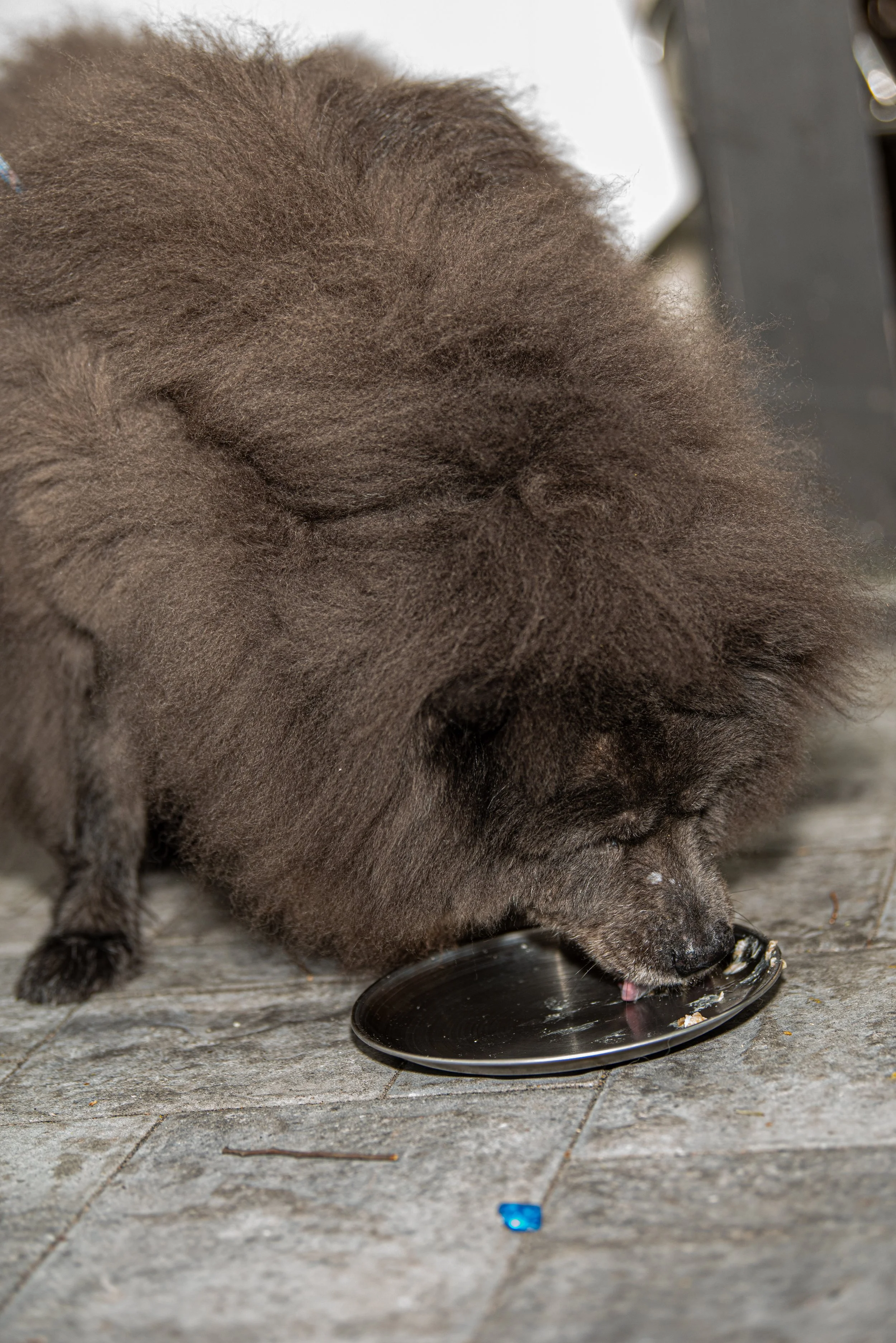 BoneAppètit_June8-344.jpg
