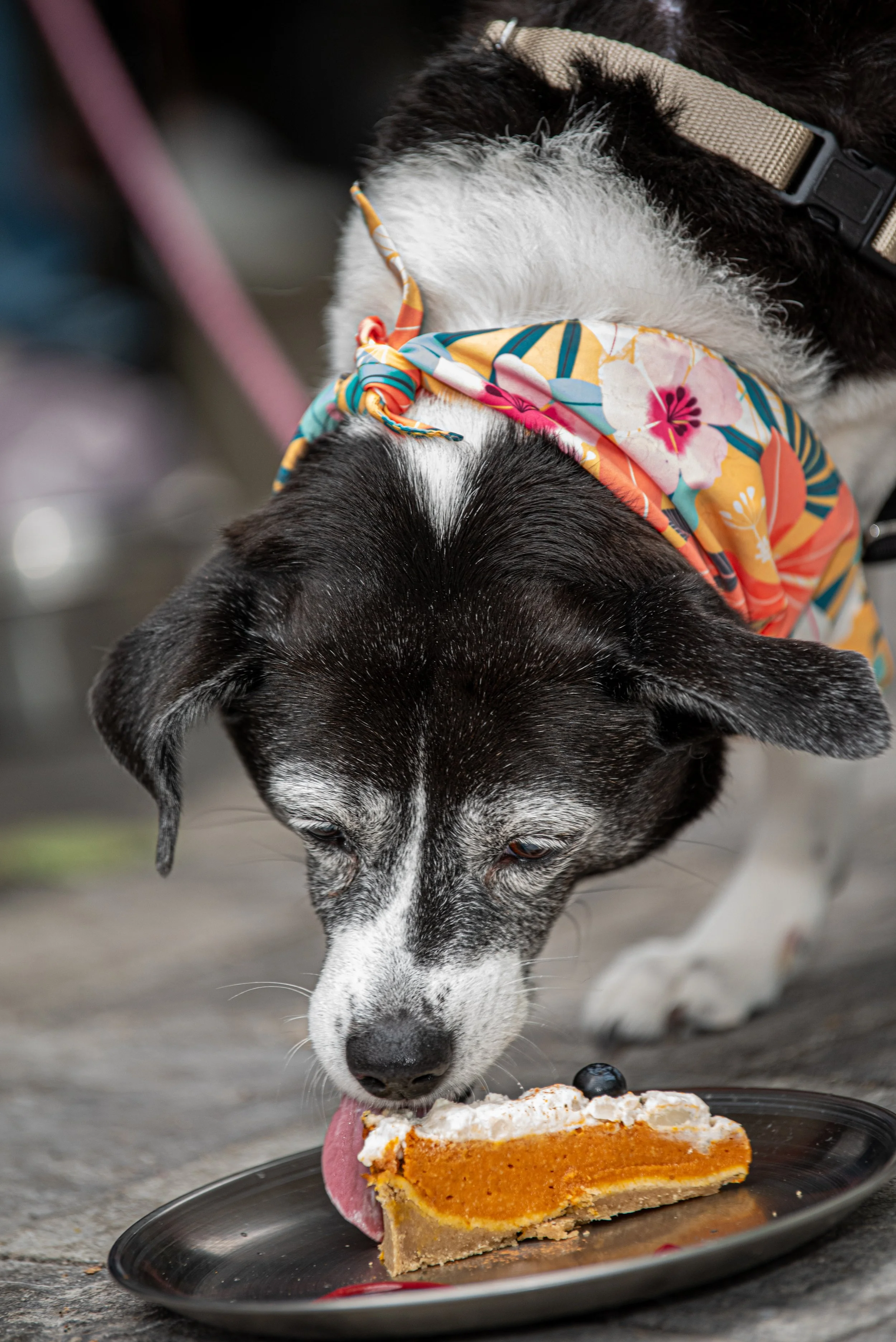 BoneAppètit_June8-346.jpg