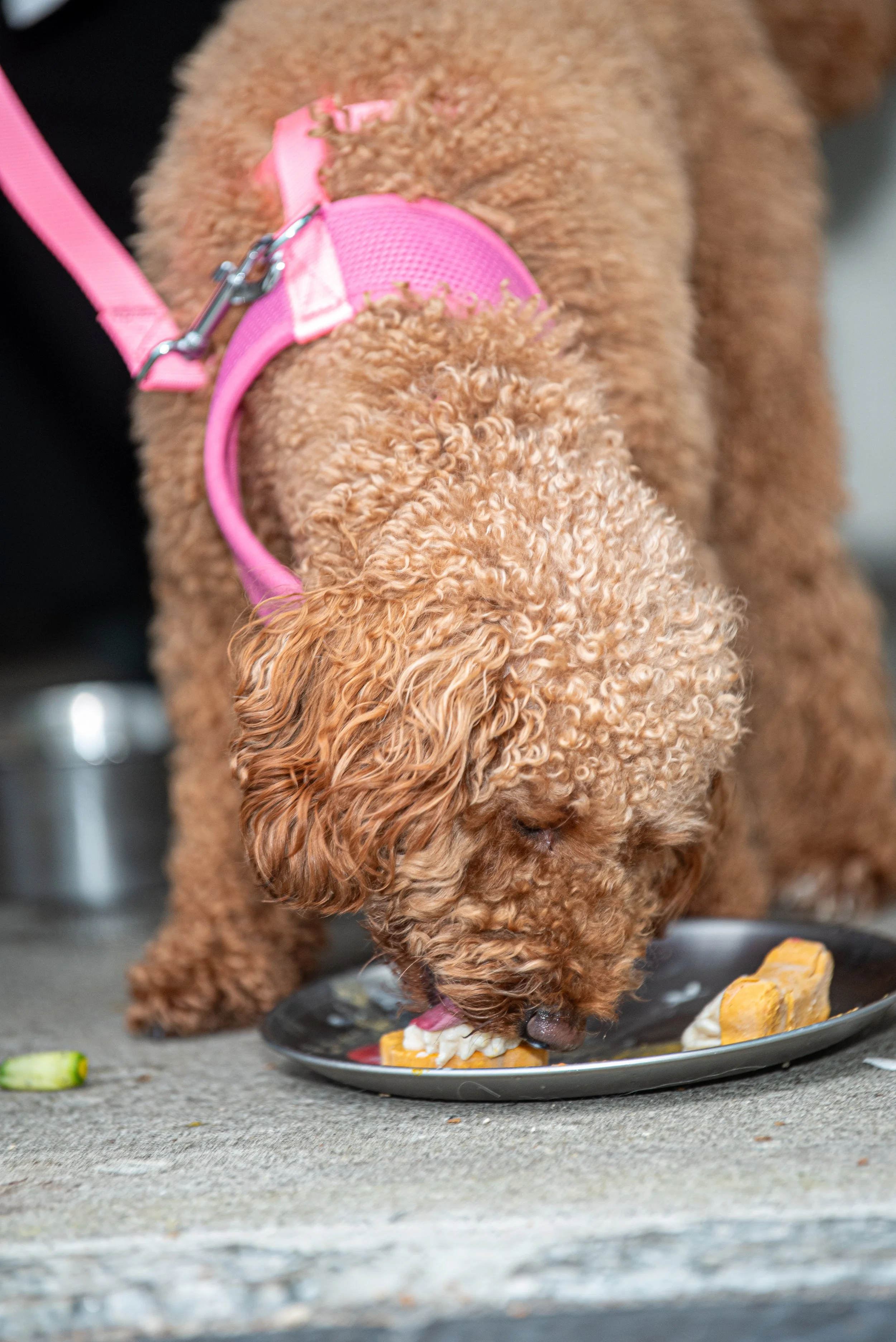 BoneAppètit_June8-347.jpg