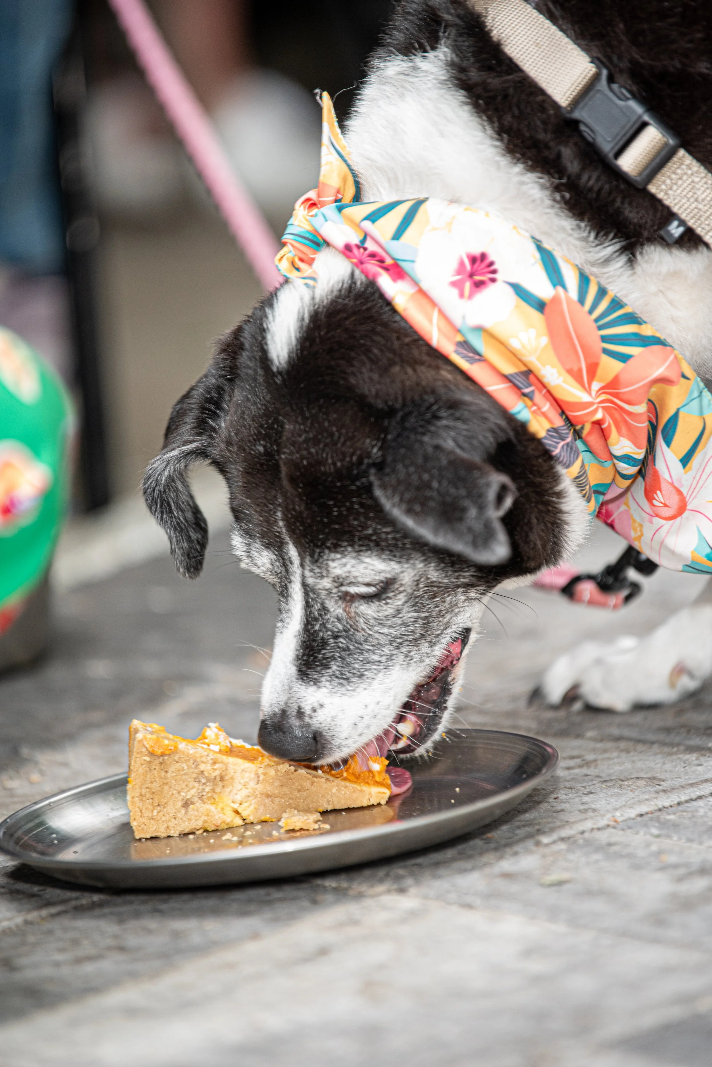 BoneAppètit_June8-348.jpg