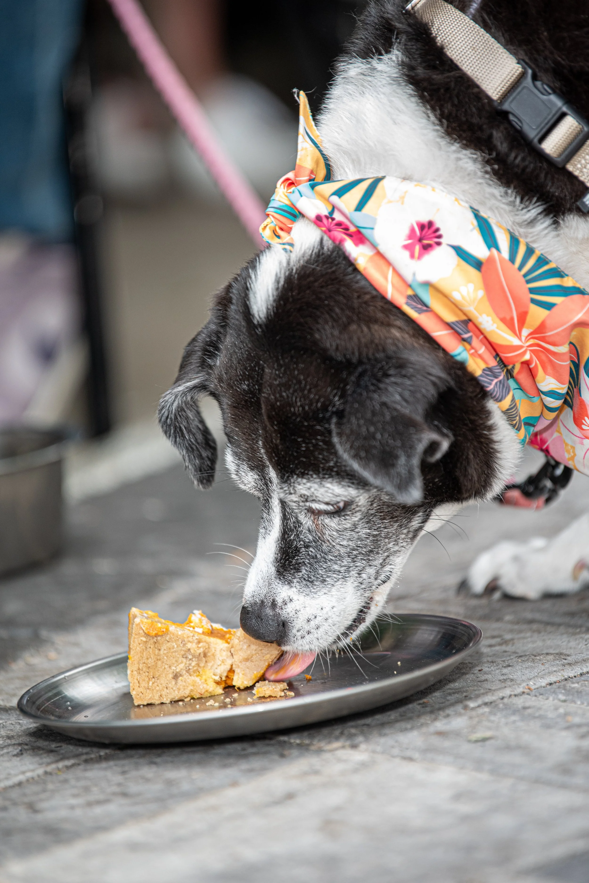 BoneAppètit_June8-349.jpg