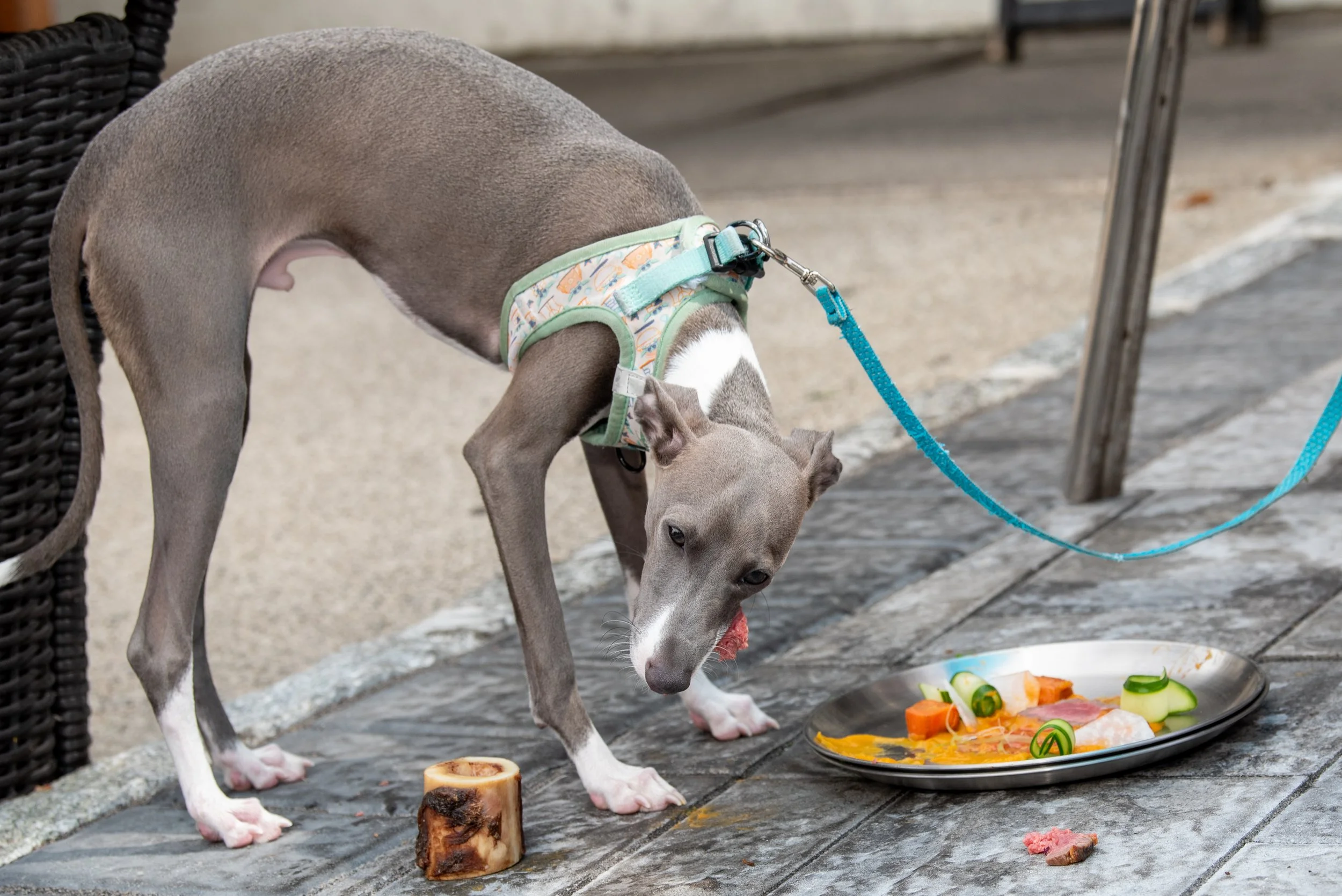 BoneAppetit_Sept27-70.jpg