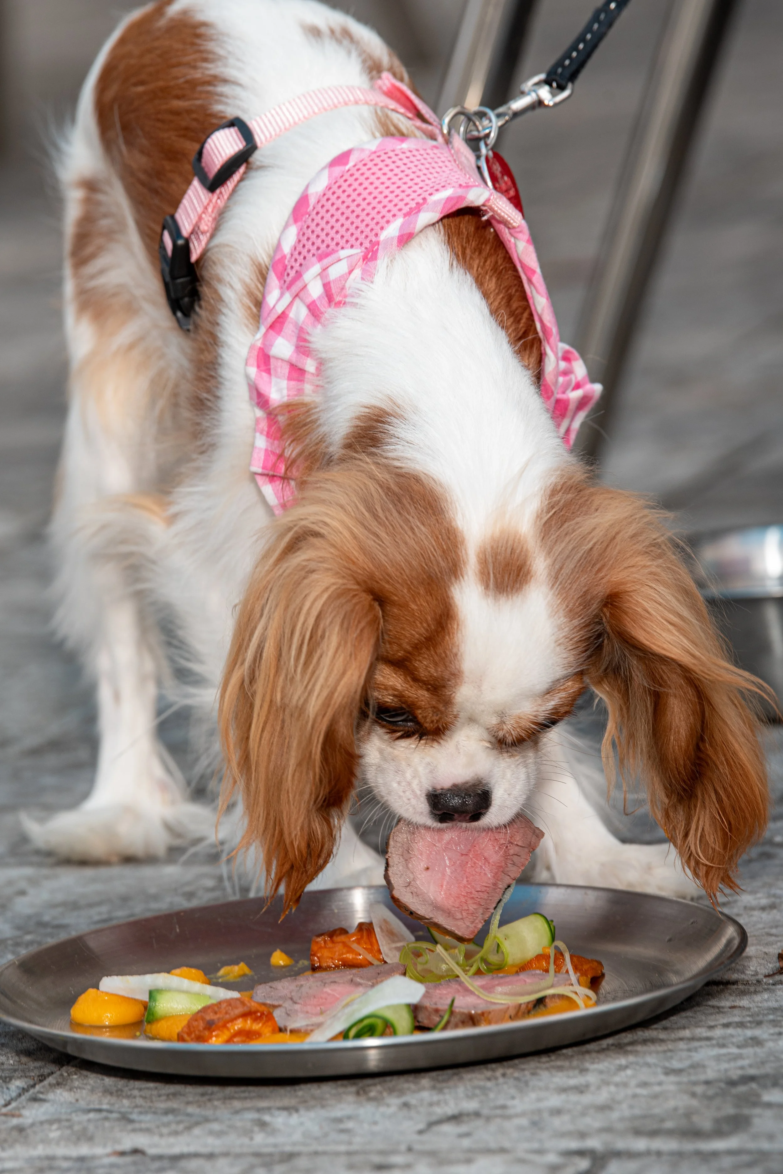 BoneAppetit_Sept27-219.jpg