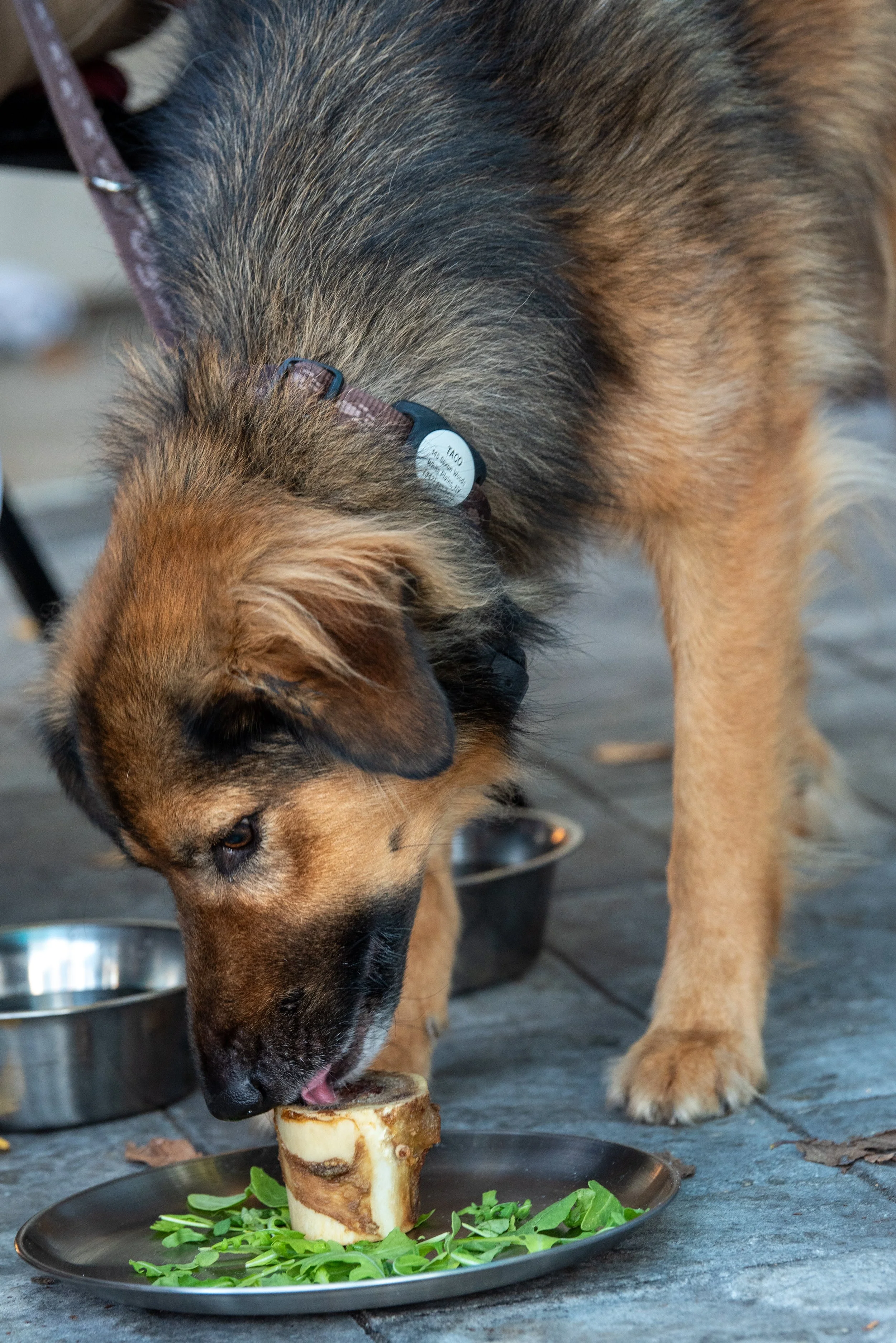 BoneAppetit_Sept28-320.jpg