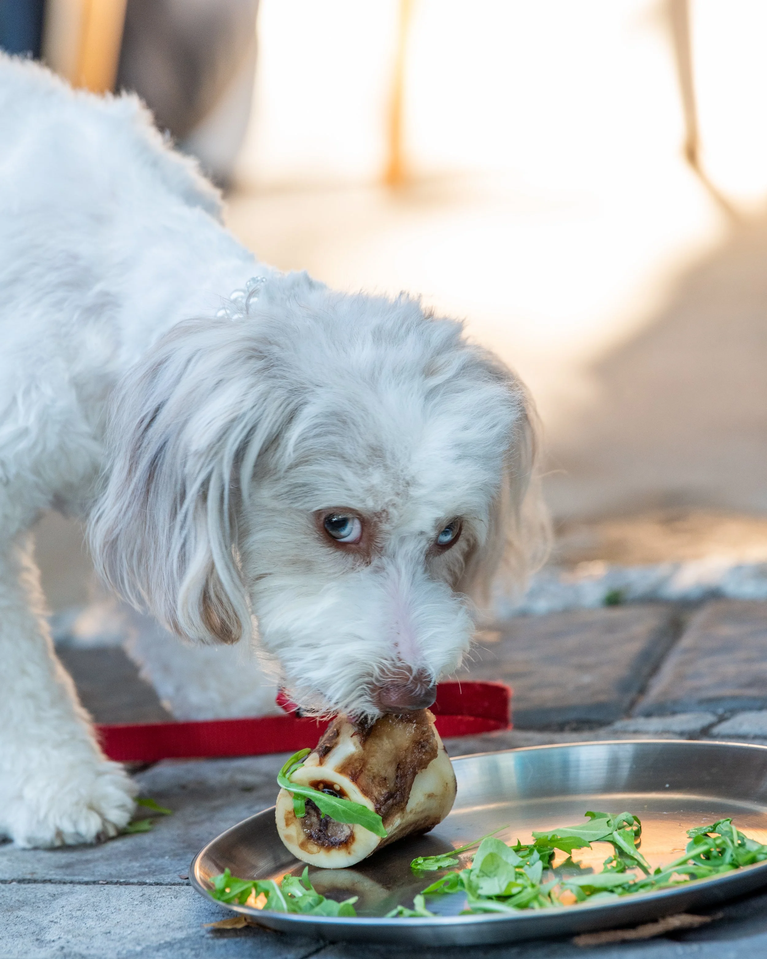 BoneAppetit_Sept28-321.jpg