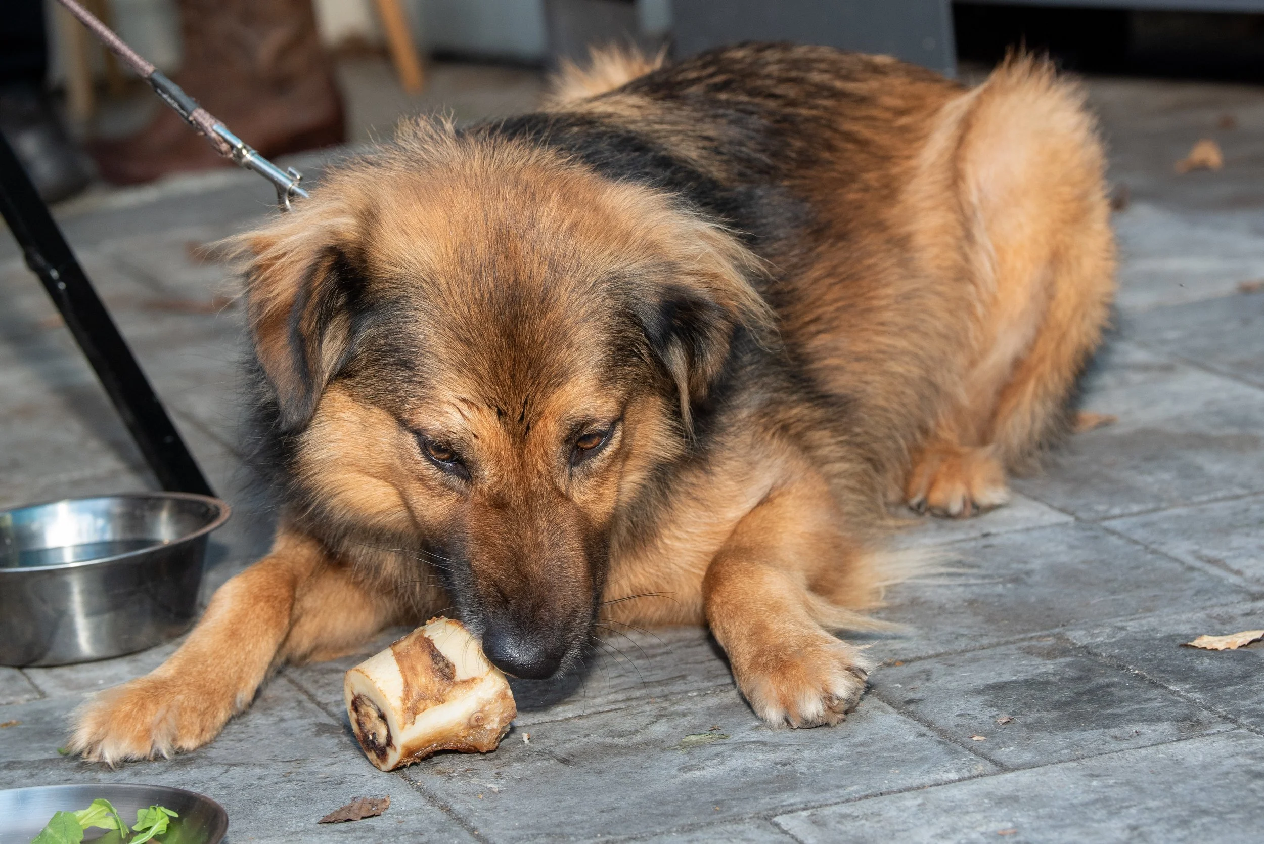 BoneAppetit_Sept28-324.jpg