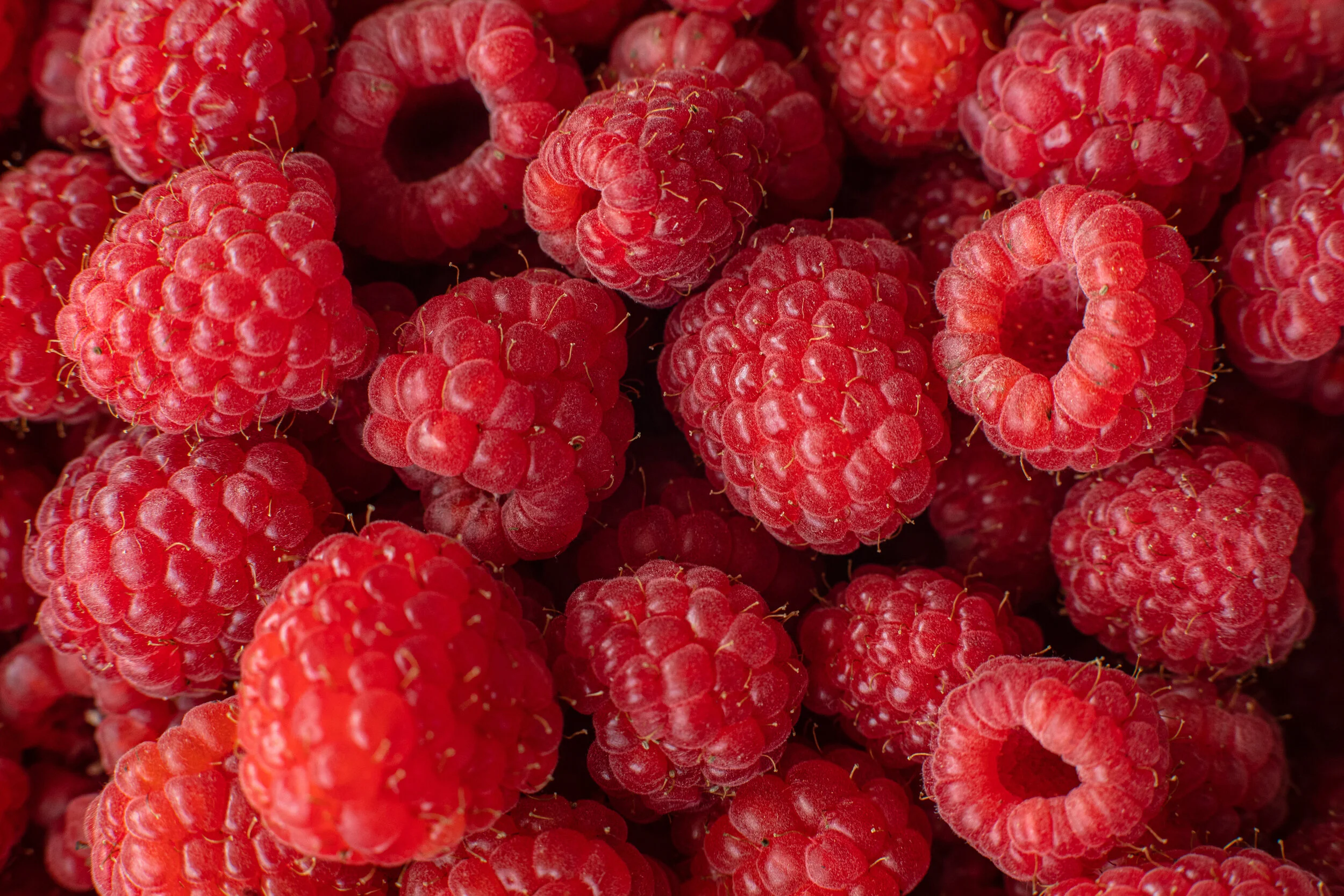 picked-organic-raspberries-macro.jpg