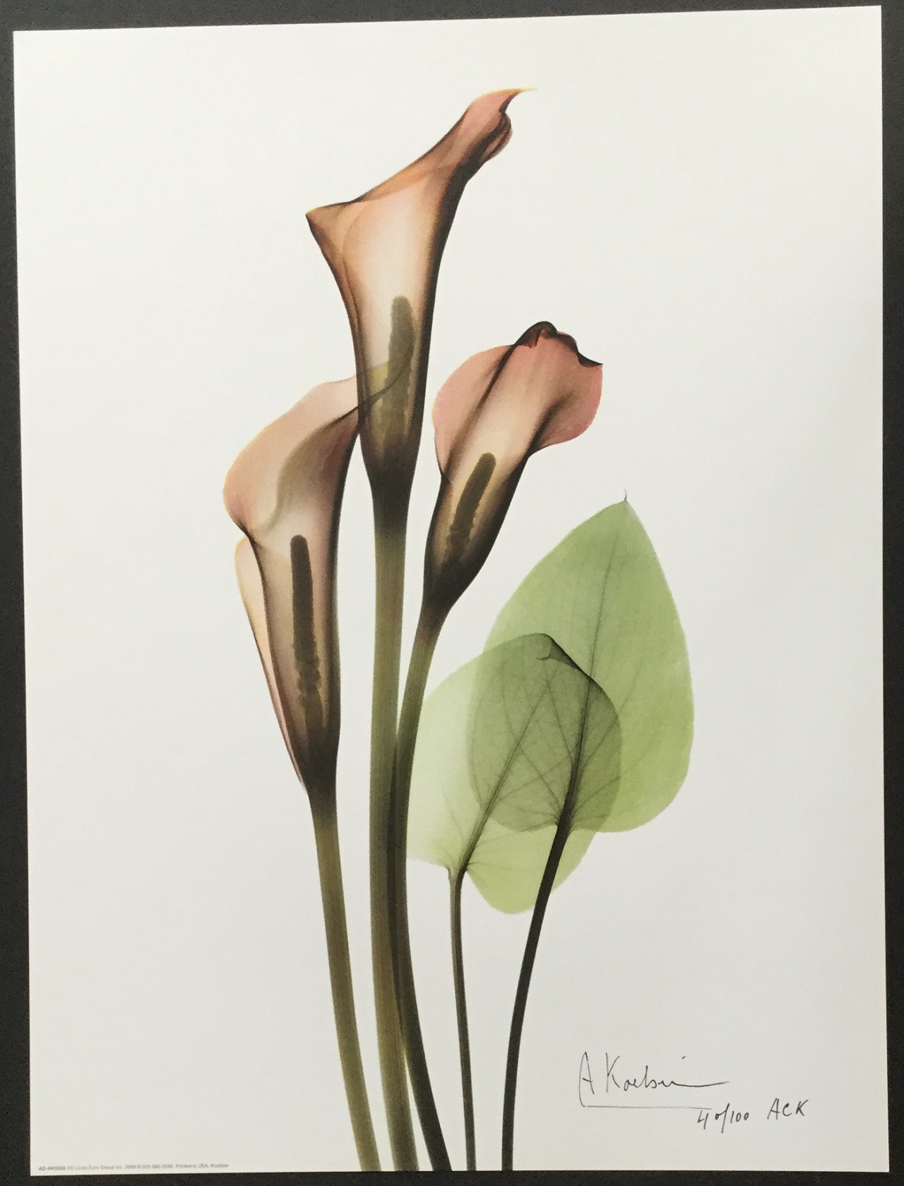 3ColoredCalas2.jpg