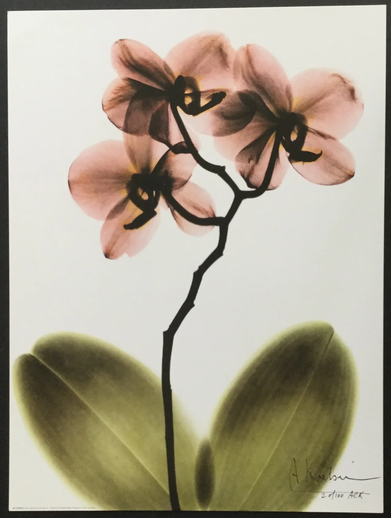 OrchidFlowers2.jpg