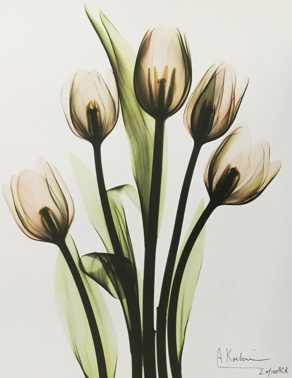 5Tulips.JPG