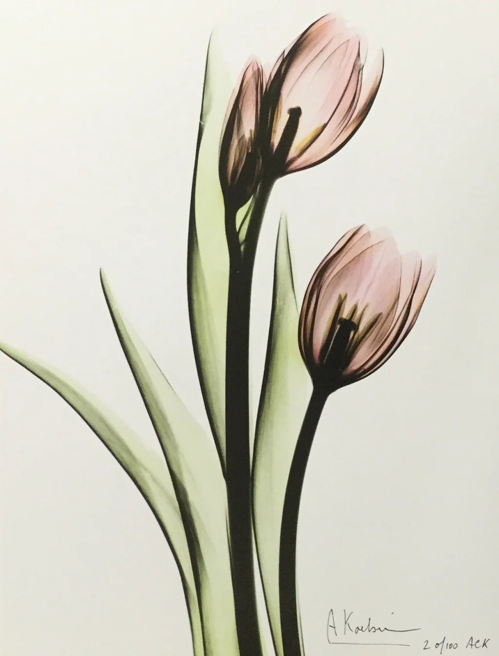 3Tulips1VerySmall.JPG