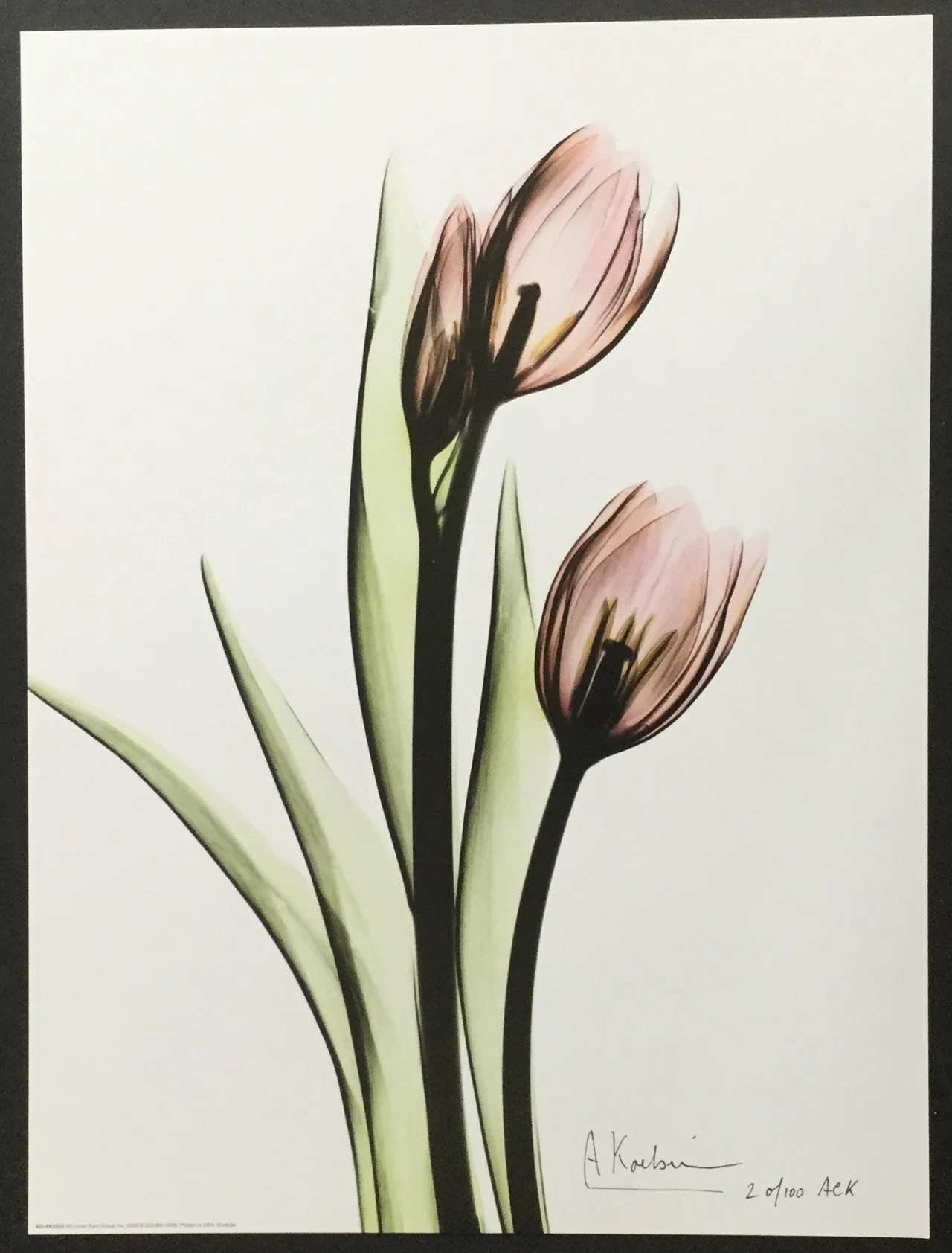 3Tulips1VerySmall2.jpg