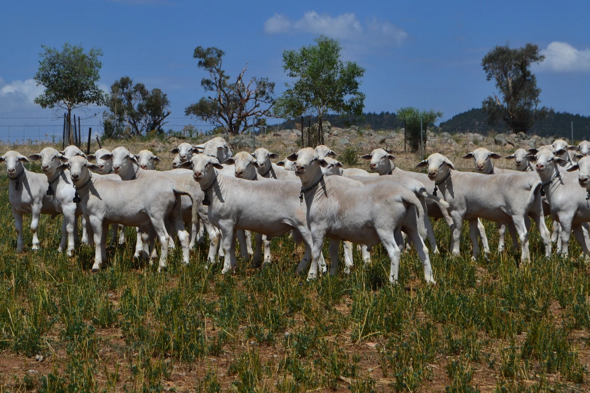 The SheepMaster Parent Stud On-Property Ram Sales