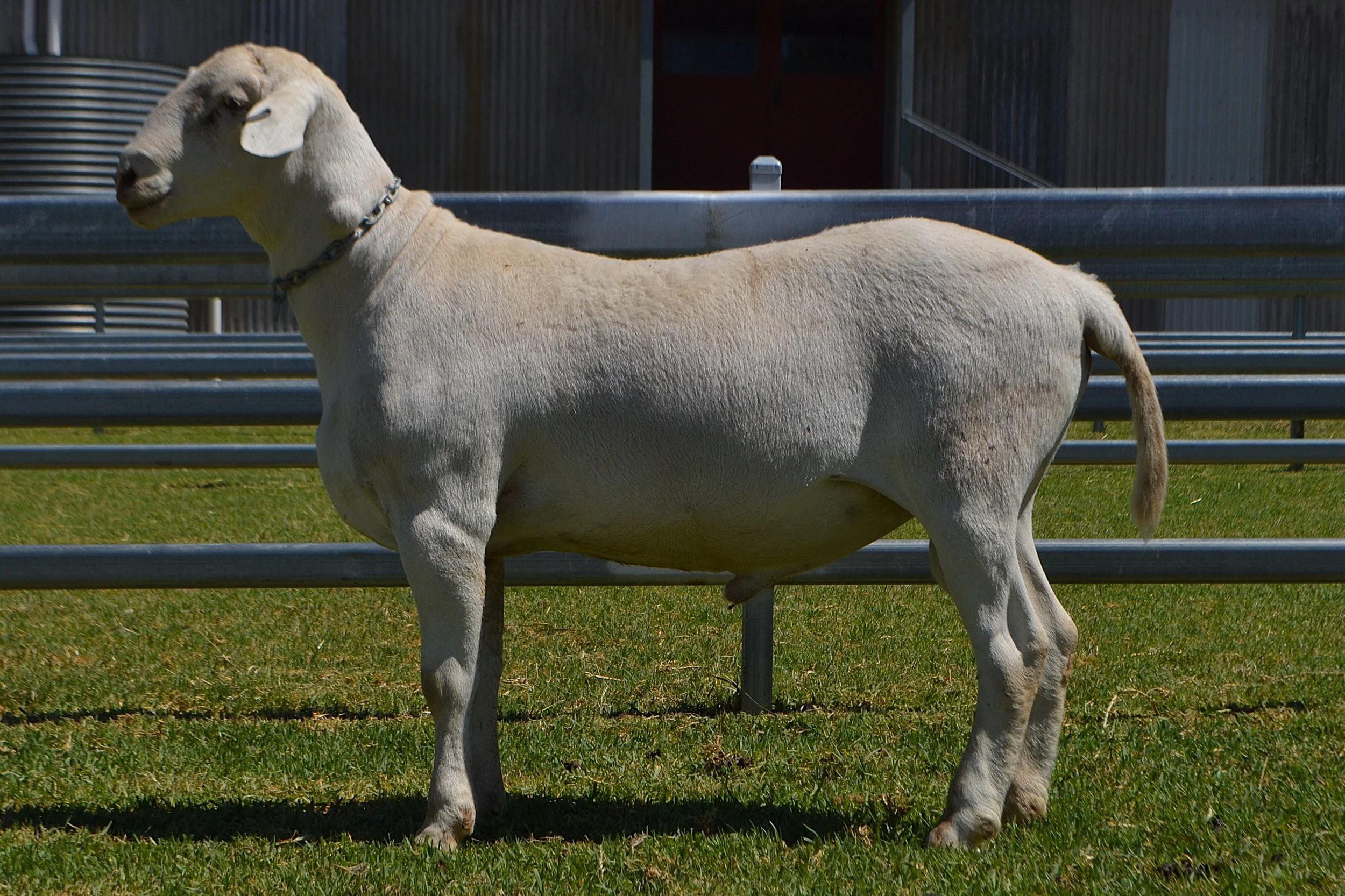 The SheepMaster Parent Stud Open Day 
