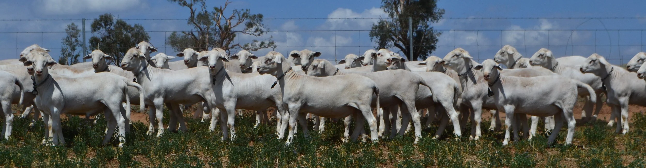 The SheepMaster Parent Stud Autumn On-Property Ram Sale