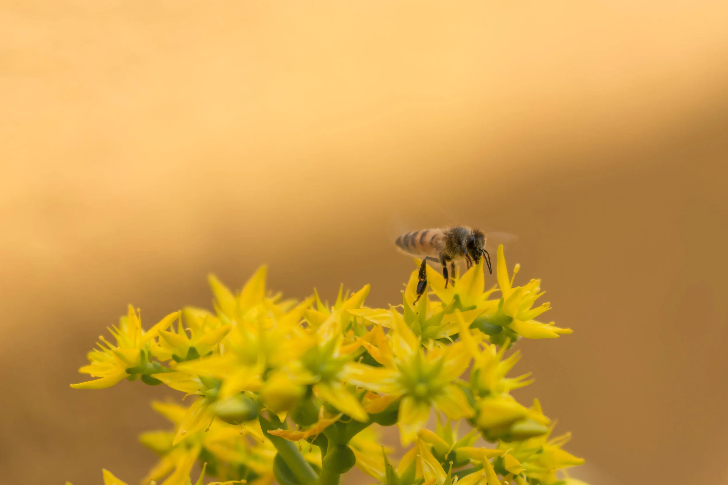 Why Urban Bee Project Australia. 