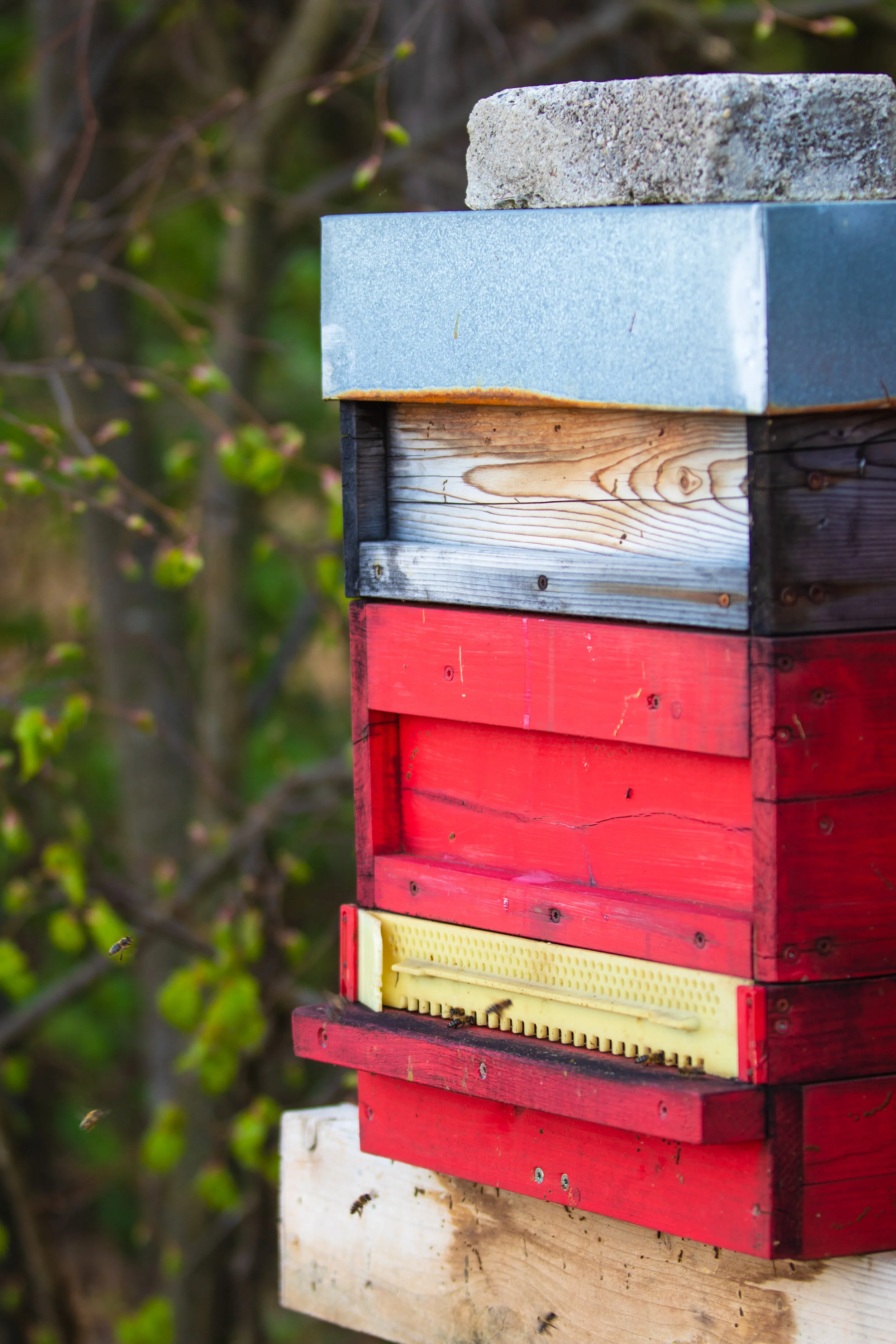 The Hives will bring a new lease of life to your garden.