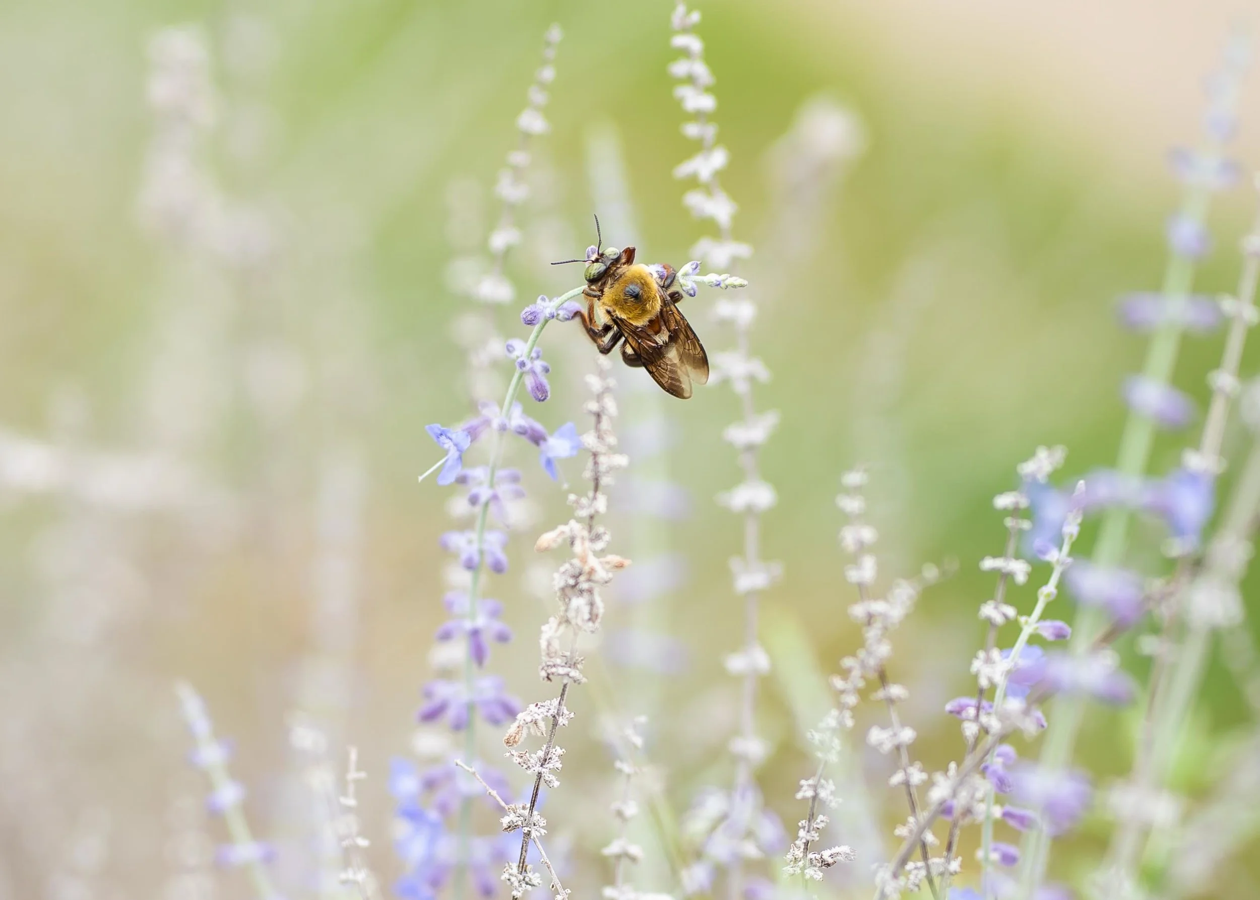 Air Bee n' Bee (Bee Hosts)
