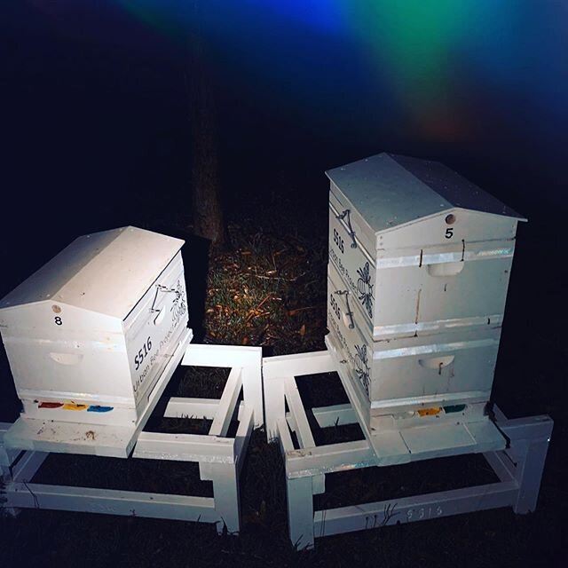 Another undercover delivery. Last night we delivered another two hives to our new Bee Host @rosannabela We welcome her to the Urban Bee Project Australia family and can&rsquo;t wait to see how these girls go backing on to some beautiful native bush. 
